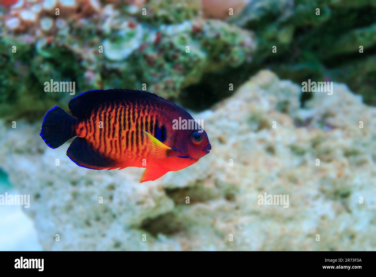 CORALLO BELLEZZA PESCE ANGELO - (CENTROPYGE BISPINOSA) Foto Stock