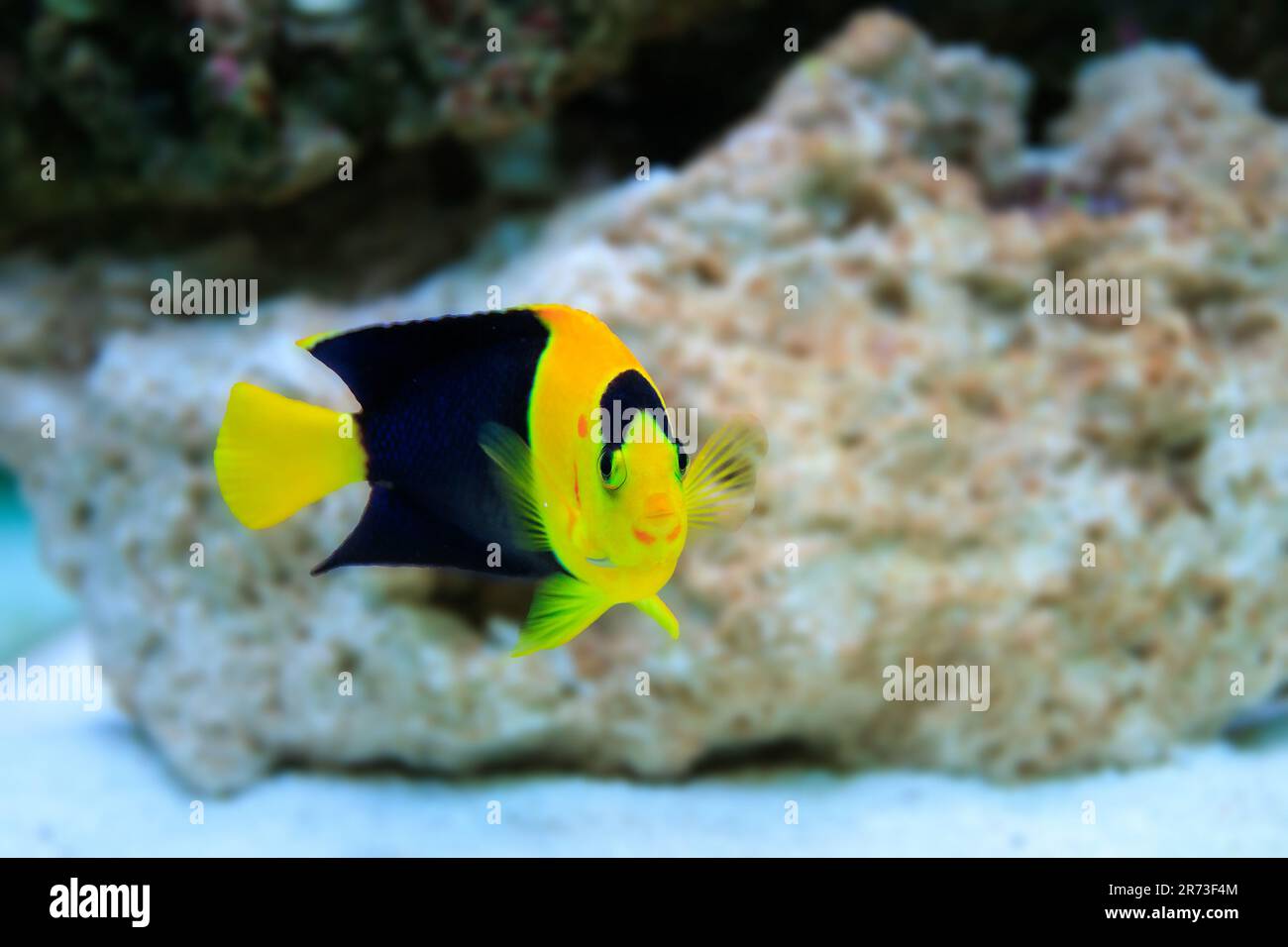 Bicolore Angelfish - (Centropyge bicolore) Foto Stock
