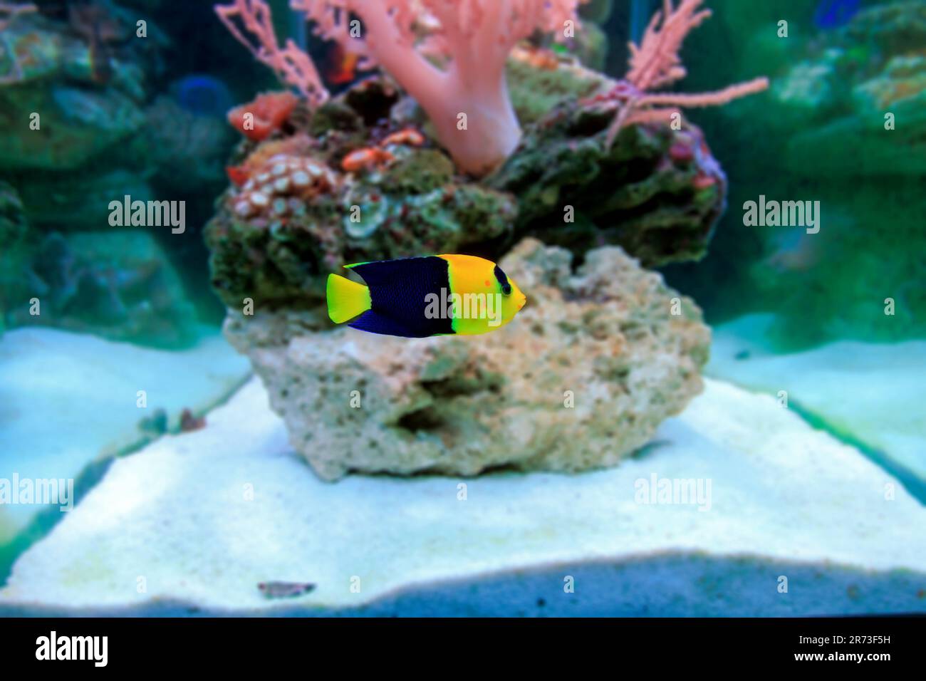 Bicolore Angelfish - (Centropyge bicolore) Foto Stock