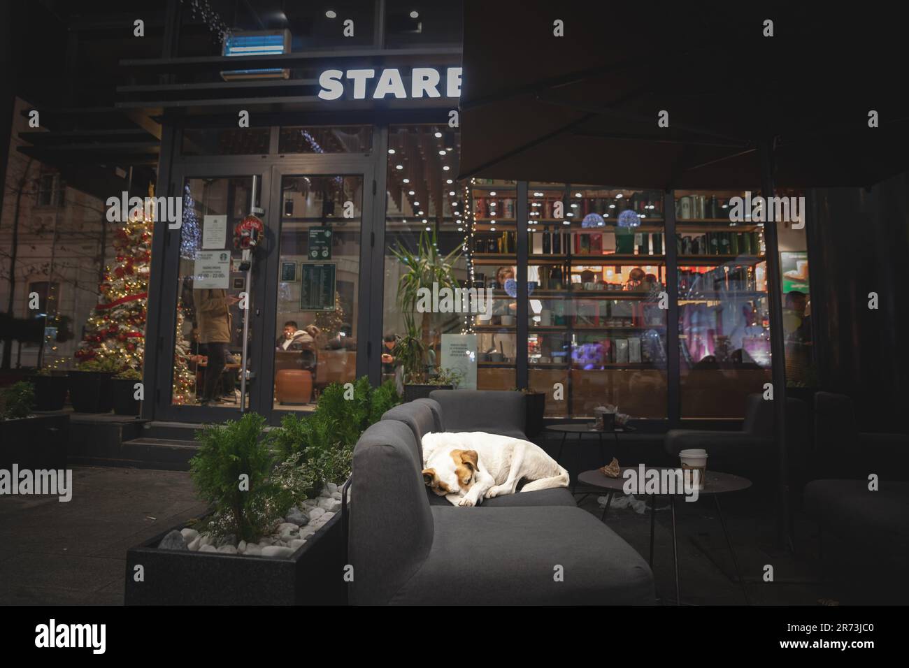 Immagine di un cane randagio serbo che dorme sul divano e sul divano dello starbucks di Belgrado, Serbia, in inverno di notte. La Serbia ha un numero importante Foto Stock