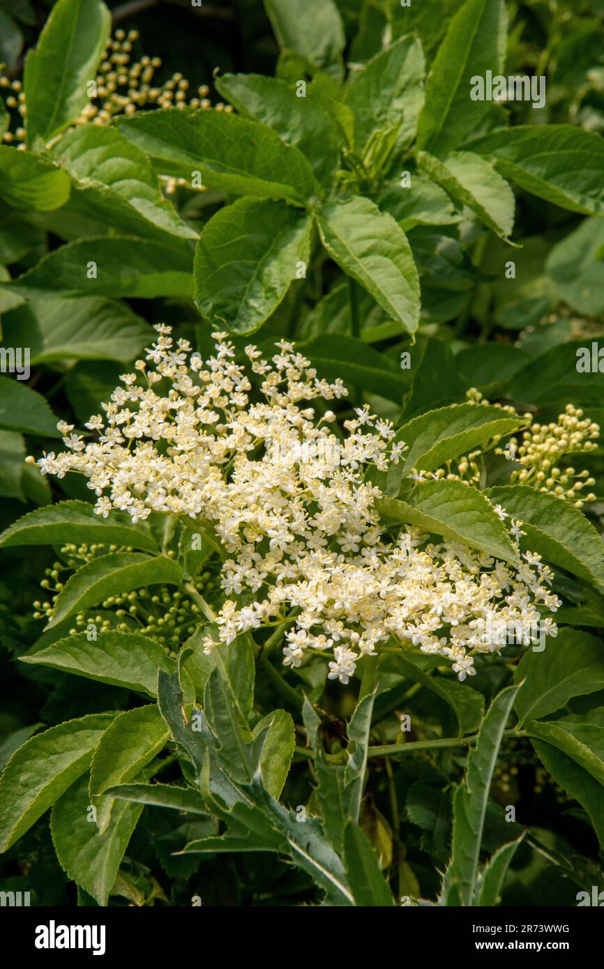 Fiori e fogliame di sambucco (sambucus nigra). Anziano fiorito. Fiori  bianchi di sambuco europeo Foto stock - Alamy