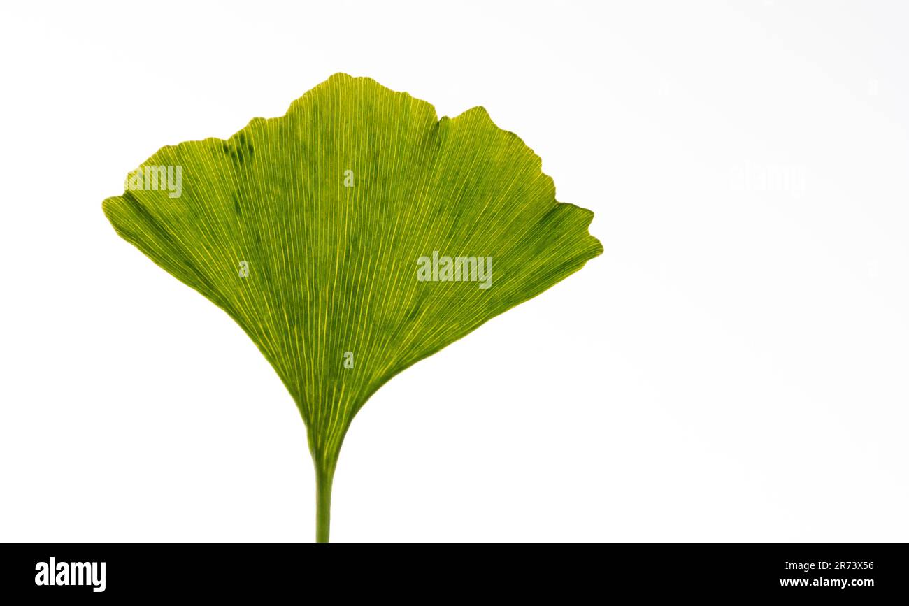 Foglie verdi di un albero di ginkgo biloba in primavera. Albero maidenhair. Foto Stock