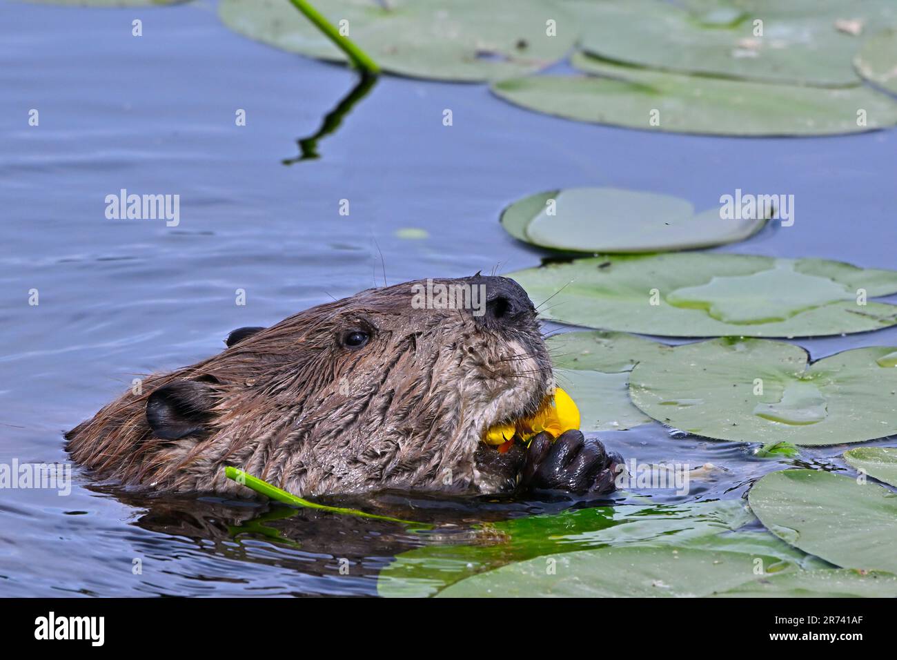 Un castore adulto 'Castor canadensis', che si nuota sul sangue giallo dei giglio stagno pad in un lago nella zona rurale Alberta Canada Foto Stock