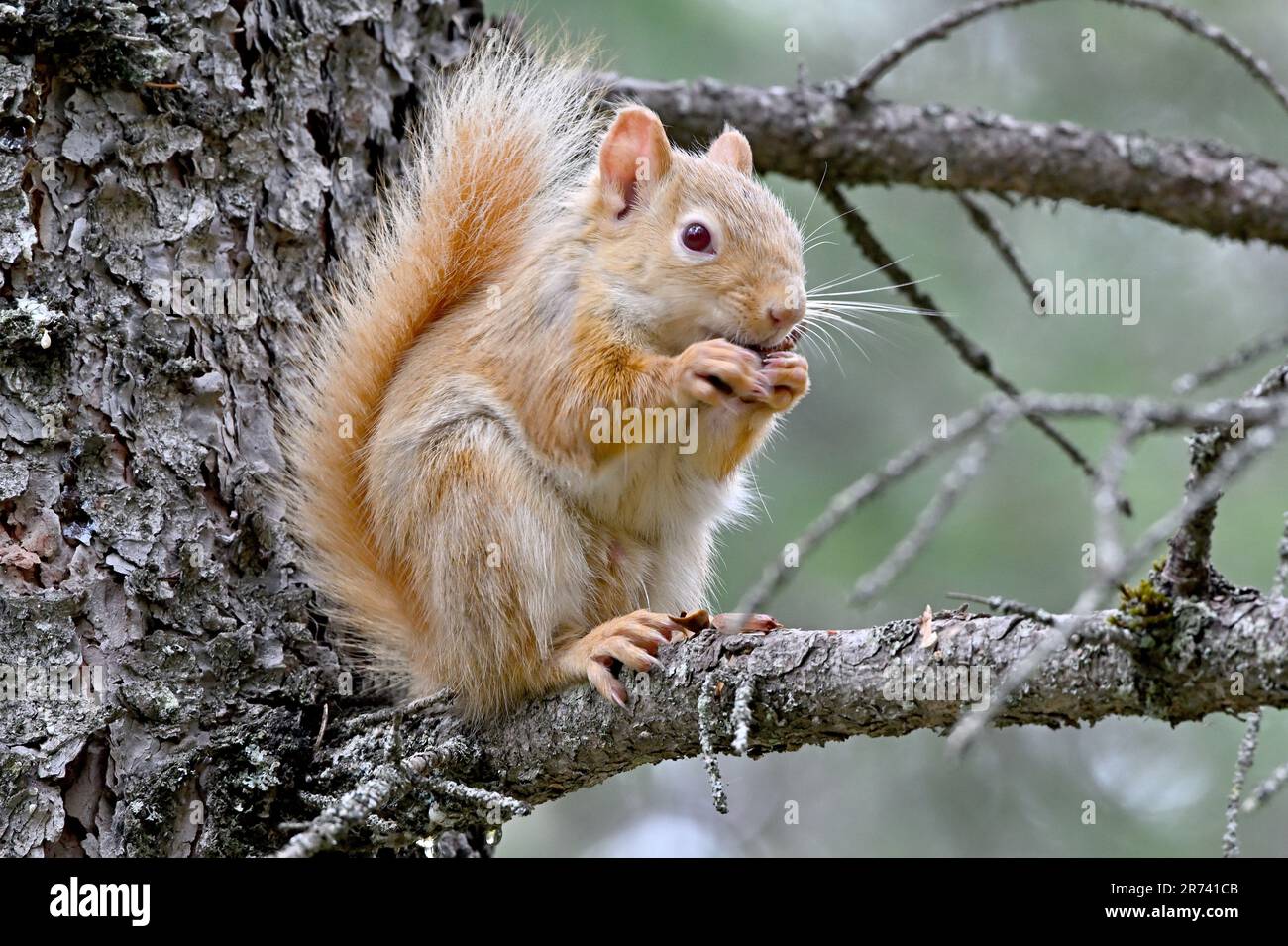 Uno scoiattolo rosso di colore pallido, (Tamiasciurus hudsonicus), seduto su un ramo d'albero che si nutre su coni di abete rosso. Foto Stock