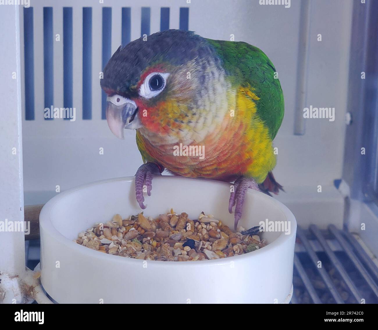 Un primo piano di una guancia verde Conure, un bel pappagallo nella sua gabbia Foto Stock