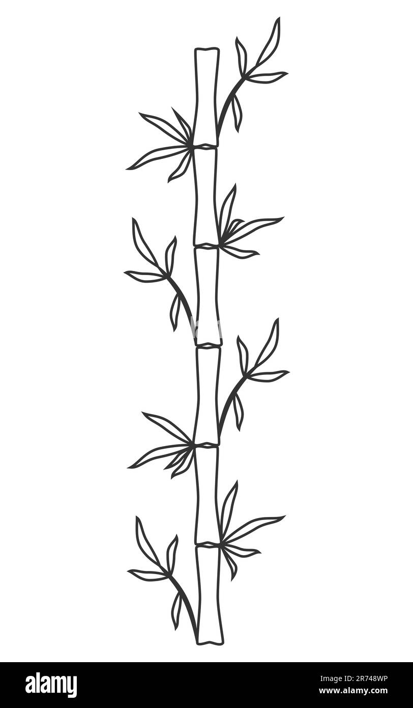 Fusto di bambù e foglie contorno nero disegno vettoriale a mano isolato su sfondo bianco Illustrazione Vettoriale