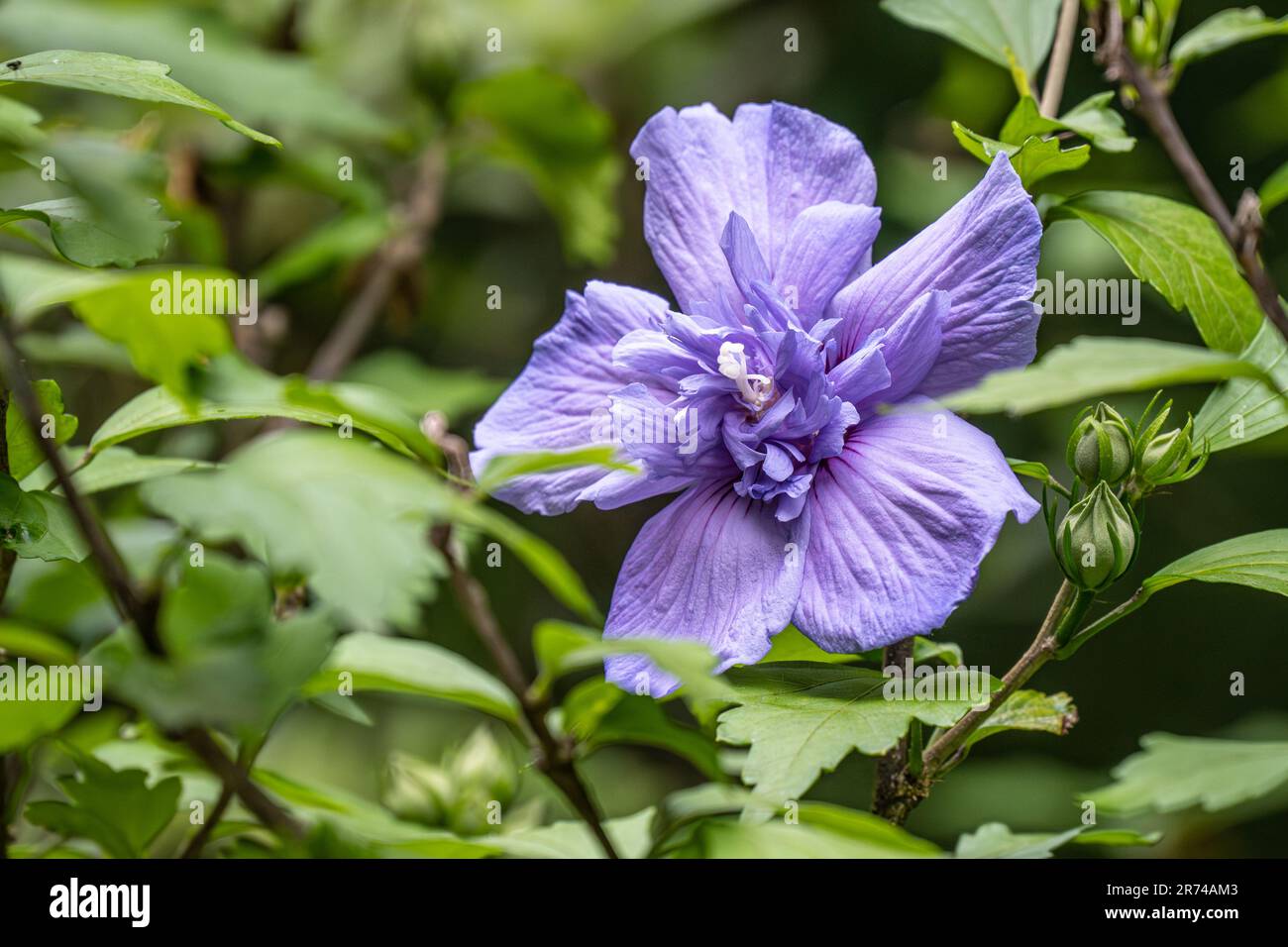 Splendido fiore viola all'Atlanta Botanical Garden a Midtown Atlanta, Georgia. (USA) Foto Stock