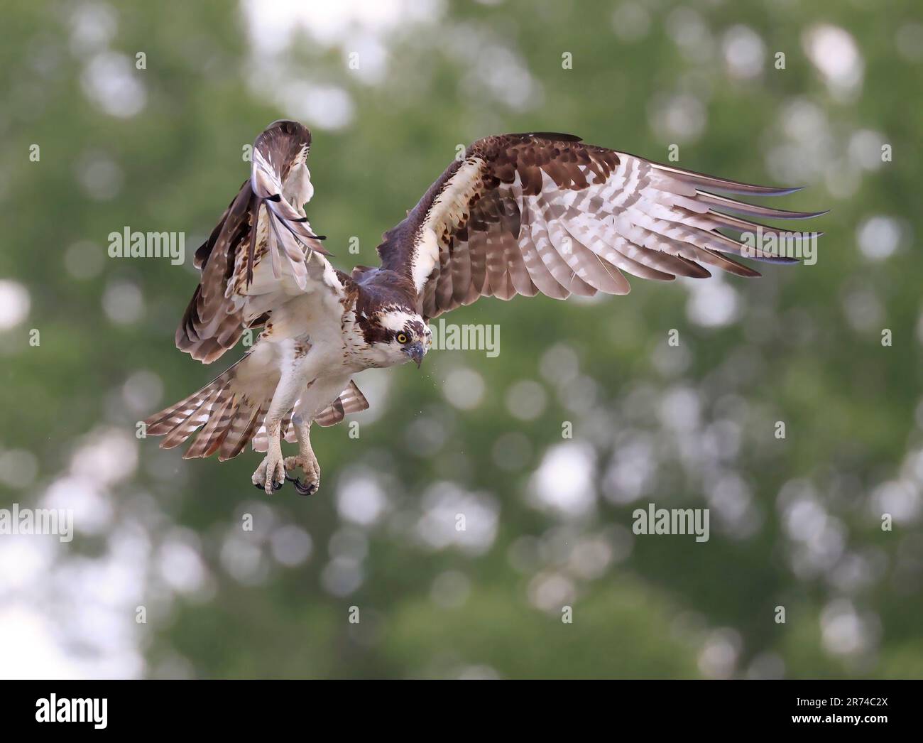 Osprey atterrando al nido, Quebec, Canada Foto Stock