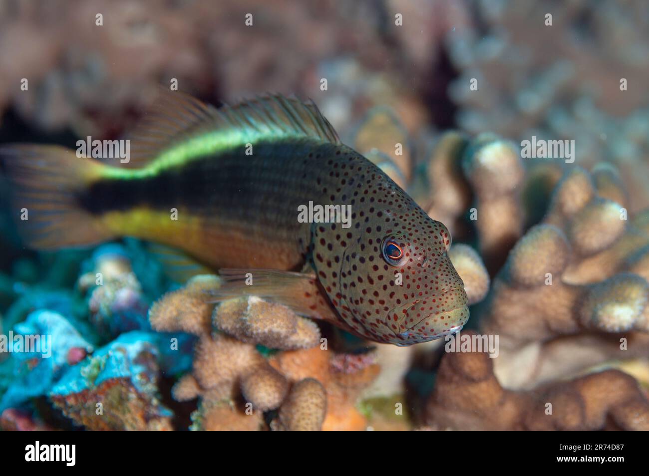 Pesce falco, Paracirrhites forsteri, sito di immersione dell'isola di Suanggi, vicino a banda Neira, Mare di banda, Molucche, Indonesia Foto Stock