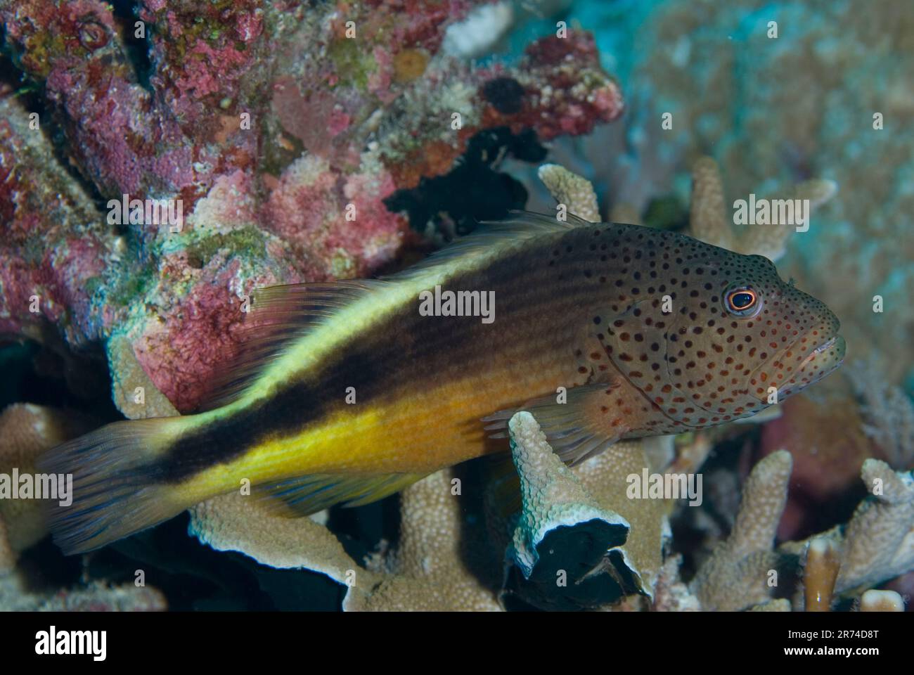 Pesce falco, Paracirrhites forsteri, sito di immersione dell'isola di Suanggi, vicino a banda Neira, Mare di banda, Molucche, Indonesia Foto Stock