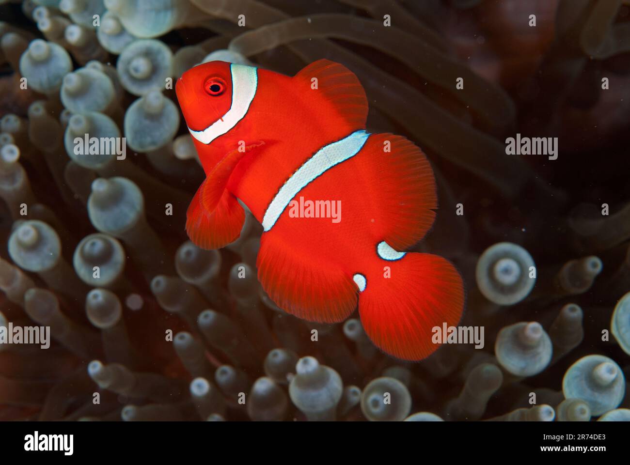 Anemonefish di Spinecheek maschio, biaculeatus di Premnas, luogo di immersione di Tanjung Burang, banda Neira, mare di banda, Molucche, Indonesia Foto Stock