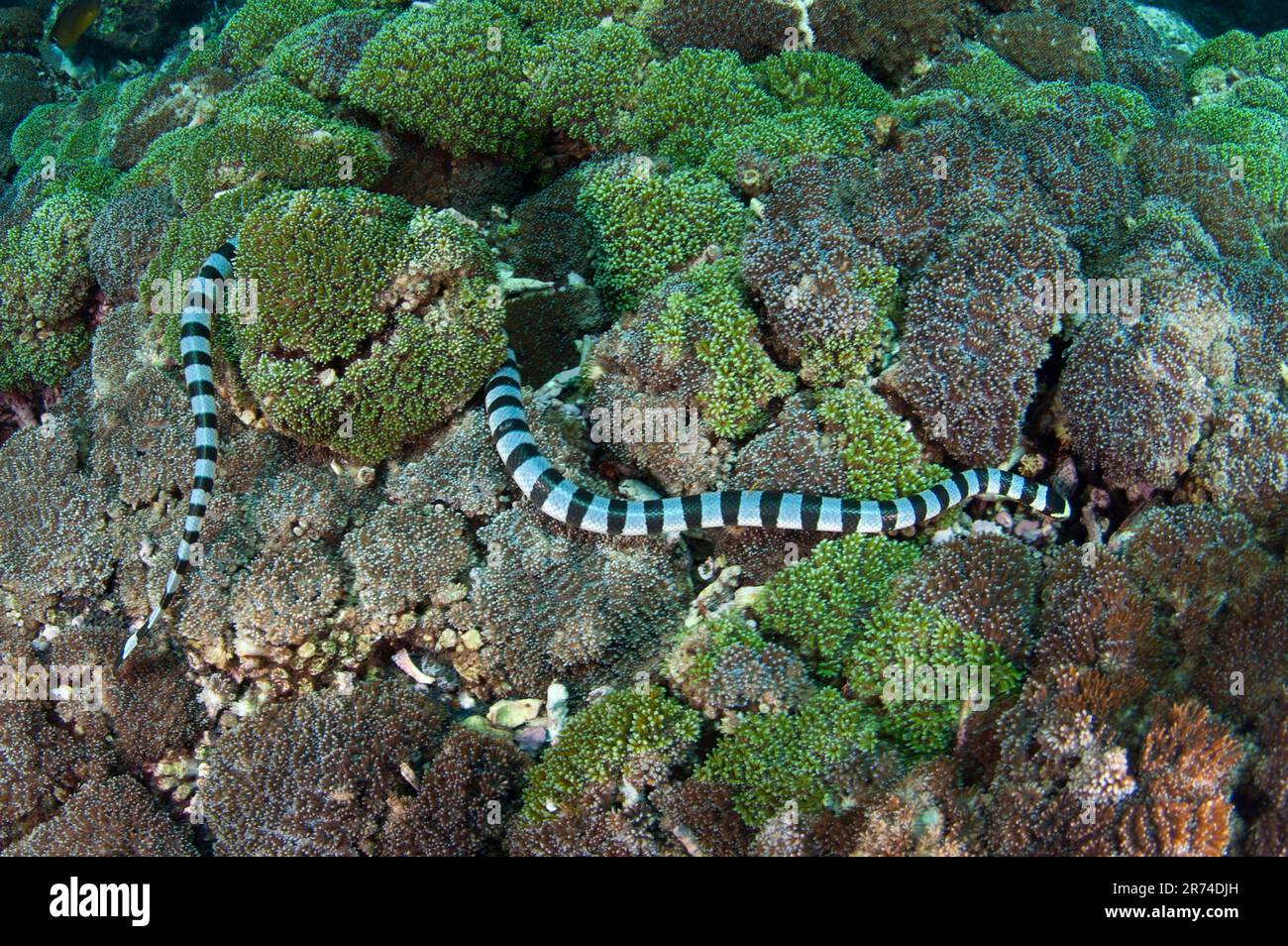 Serpente di mare a fasce, Laticauda colubrina, nuoto sul corallo, Gunung API, Mare di banda, Molucche, Indonesia Foto Stock