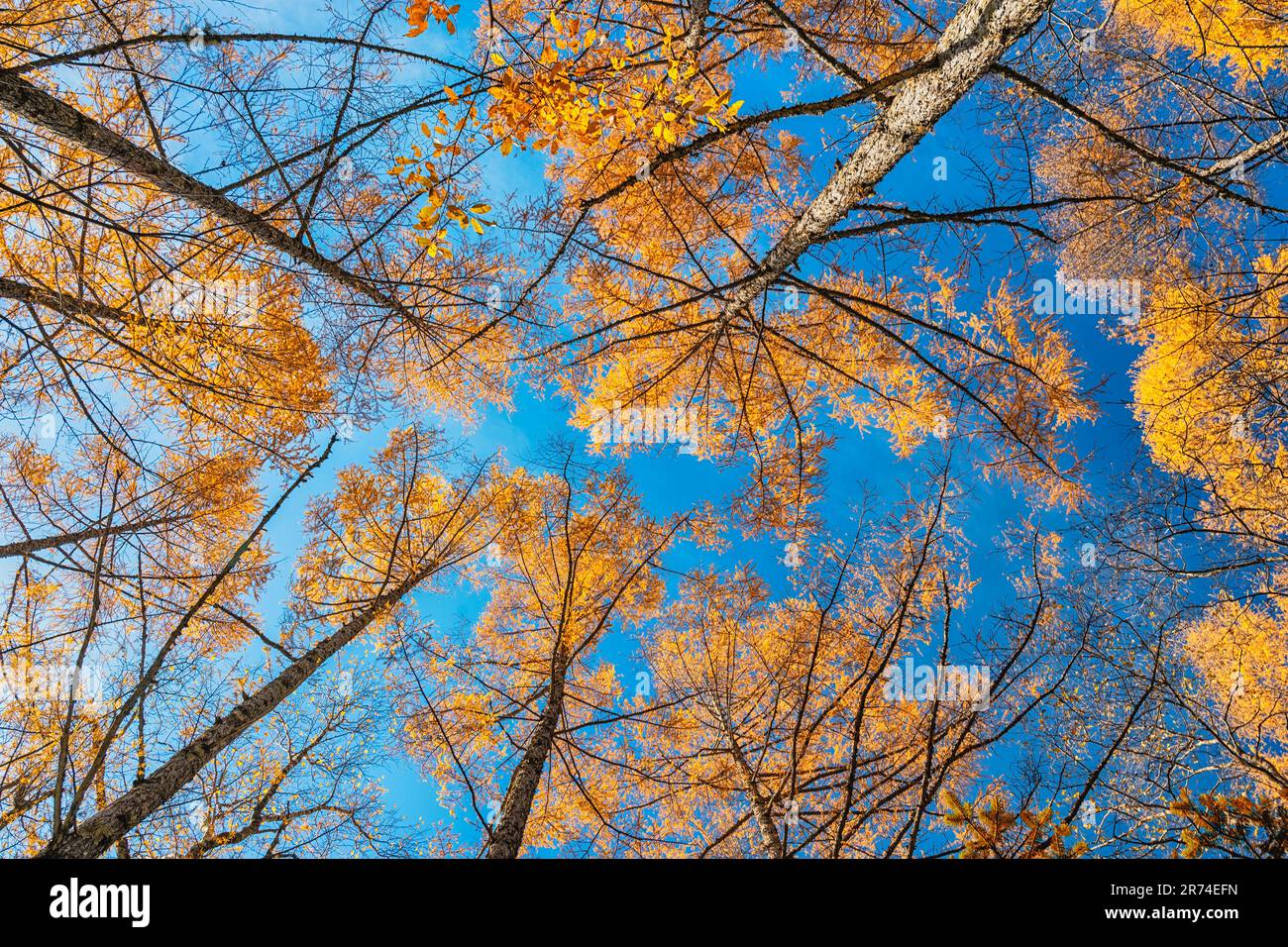 Guardando in alto i pini nella foresta d'autunno con il giallo e foglie rosse fogliame Foto Stock