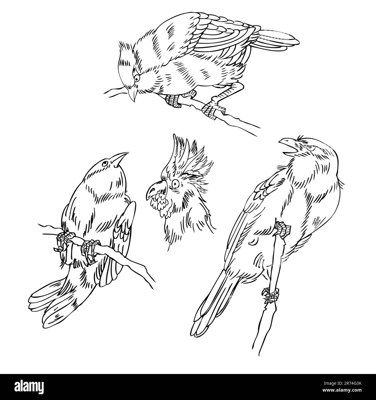 schizzo uccello Illustrazione Vettoriale