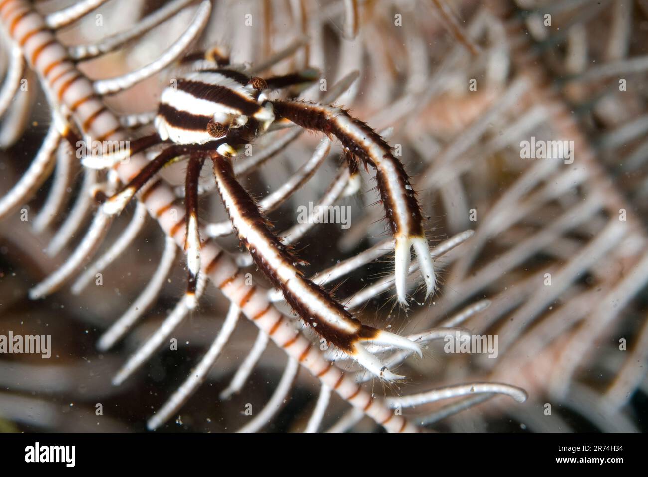 Aragosta squat a righe, allogalatea elegans, mimetizzata su Crinoid, Ordine Comatulida, sito di immersione Aer Bajo, Lembeh Straits, Sulawesi, Indonesia Foto Stock