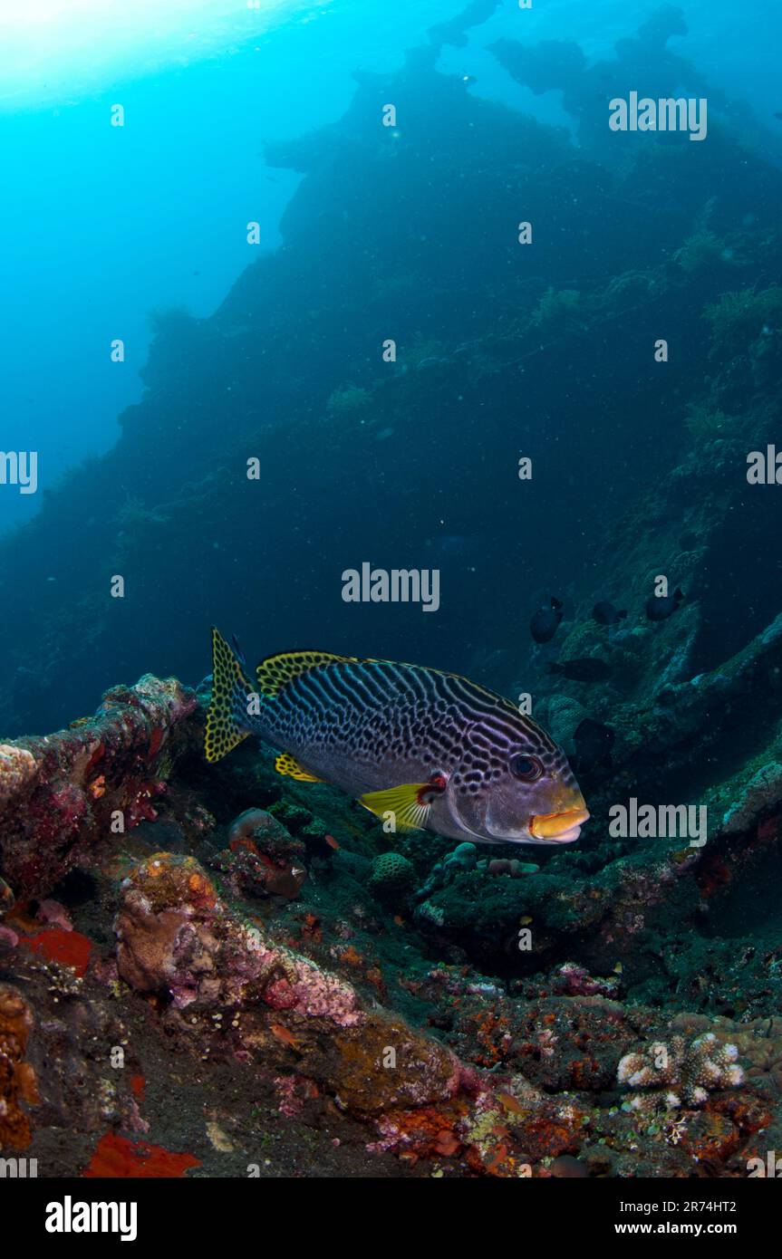 Sweetlips diagonale, Plectorhinchus lineatus, dal relitto iInterior, Liberty Wreck, Tulamben, Karangasem, Bali, Indonesia Foto Stock