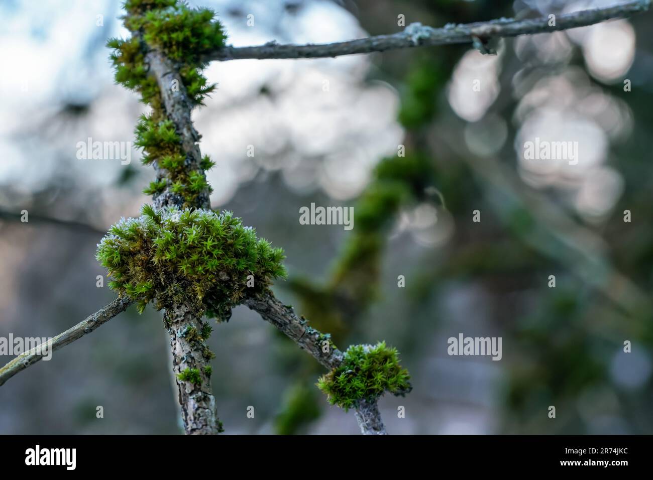 Muschio verde fine e lichene che crescono nella foresta sopra l'albero - pochi cristalli di neve ghiacciata su di esso Foto Stock