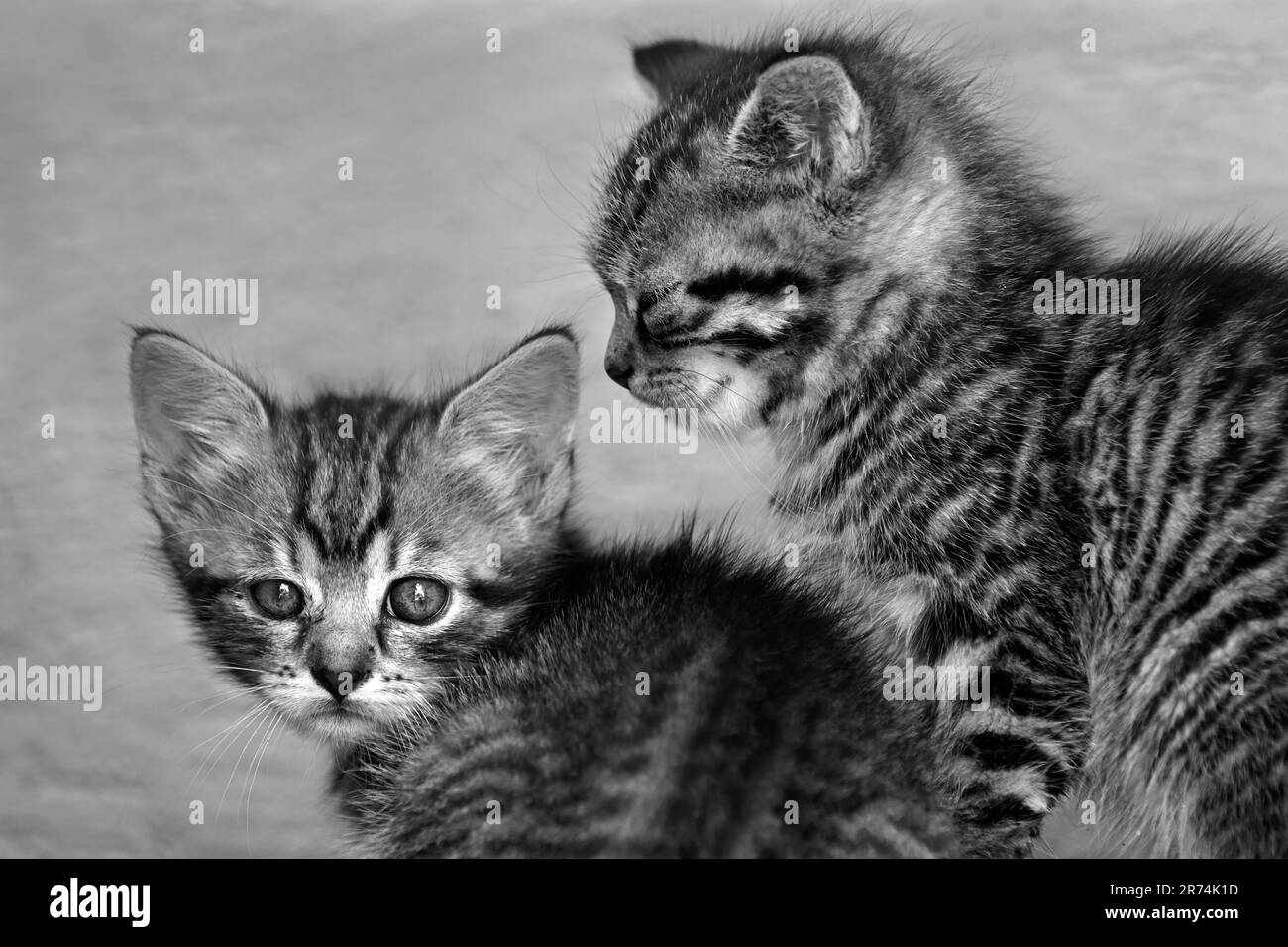 Due gattini in bianco e nero Foto Stock