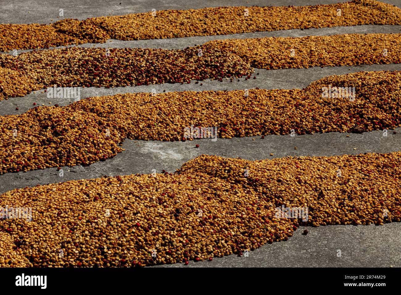 Semi di caffè crudo essiccato tra la luce del sole al mattino, Coffee Farm, Boquete, Panama Foto Stock