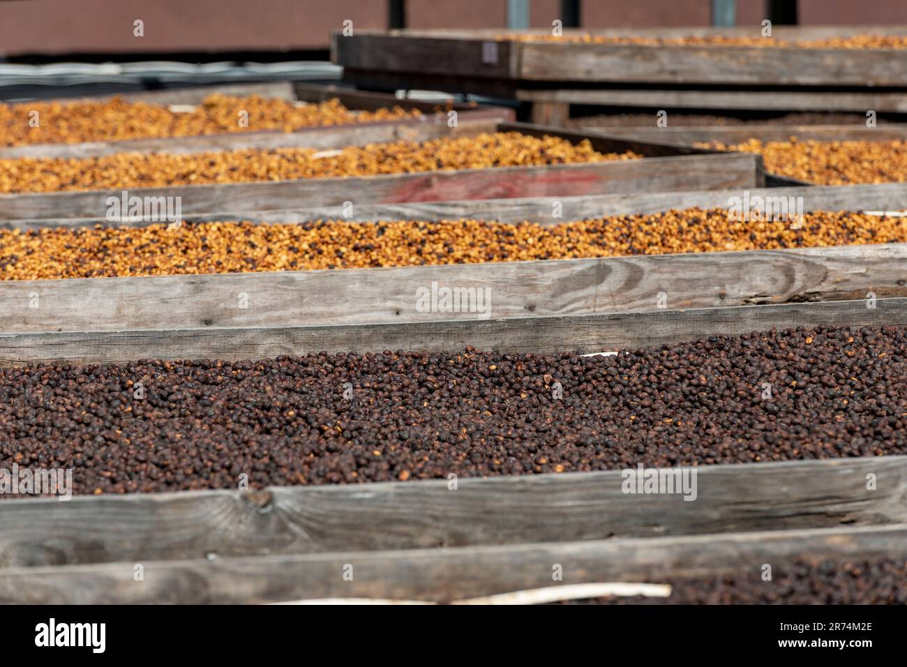 Semi di caffè crudo essiccato tra la luce del sole al mattino, Coffee Farm, Boquete, Panama Foto Stock