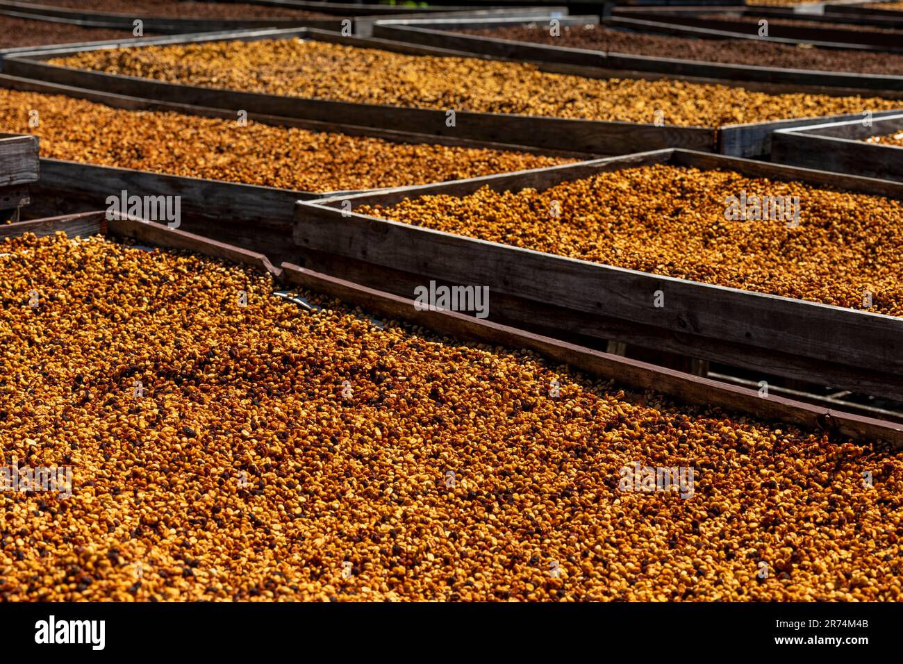 Semi di caffè crudo essiccato tra la luce del sole al mattino, Coffee Farm, Boquete, Panama Foto Stock