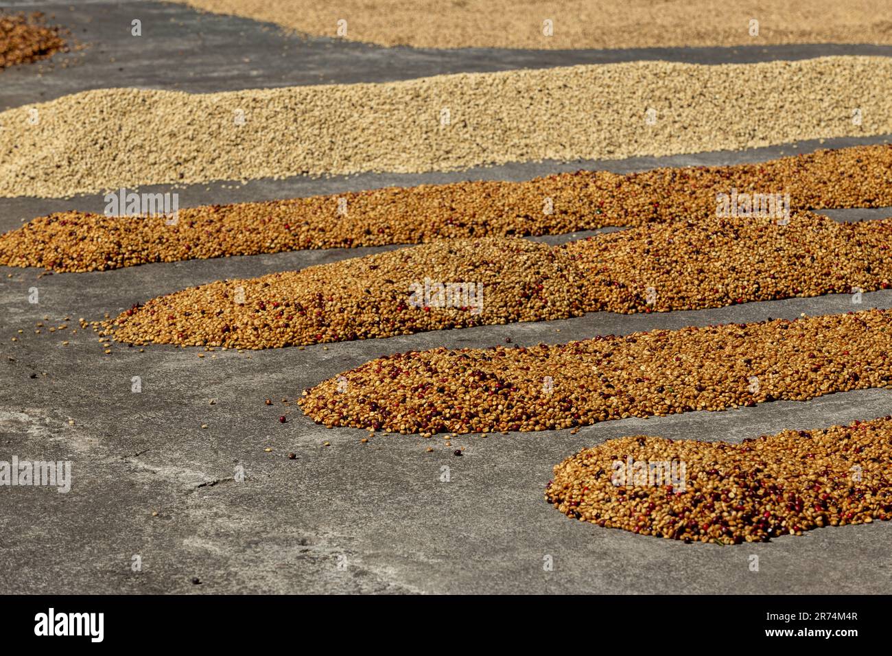 Semi di caffè crudo essiccato tra la luce del sole al mattino, Coffee Farm, Boquete, Panama Foto Stock