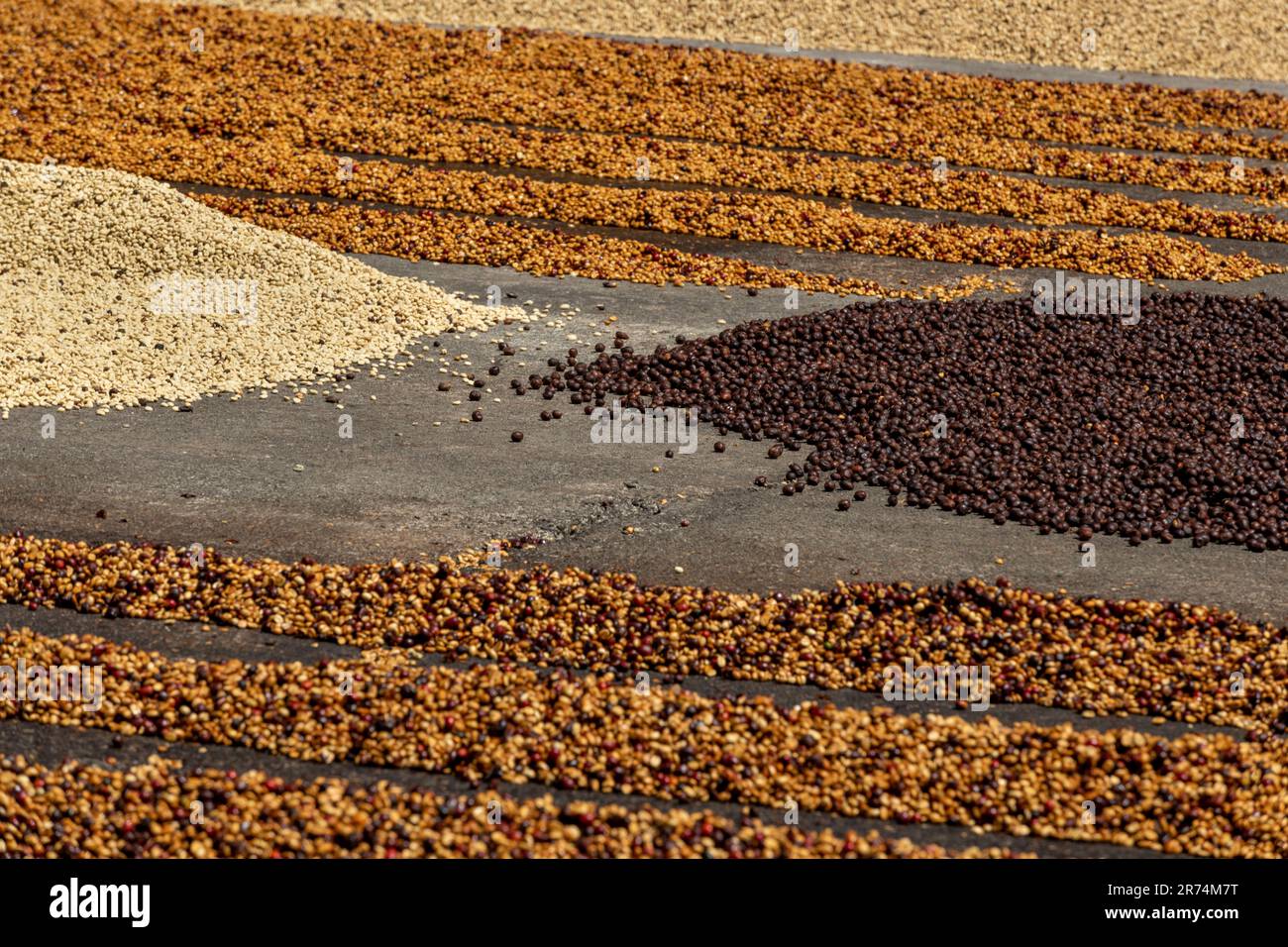 Semi di caffè crudo essiccato tra la luce del sole al mattino, Coffee Farm, Boquete, Panama Foto Stock