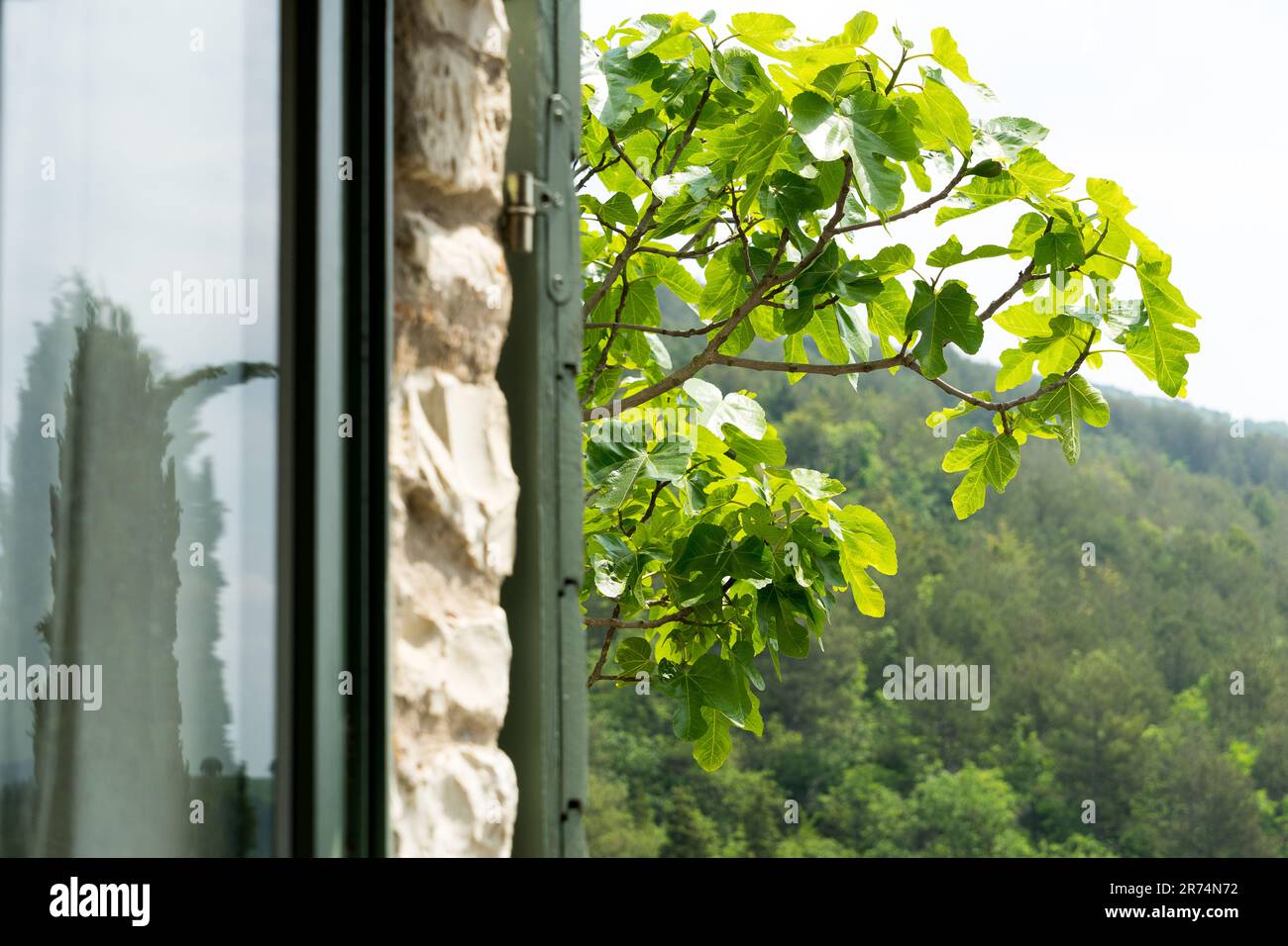 Vista attraverso una finestra su un fico, buone vacanze, relax e natura Foto Stock