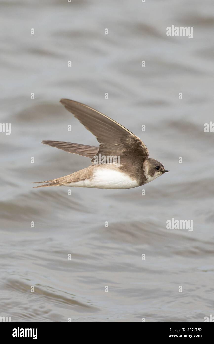 Sand Martin (Riparia rioaria) Suffolk GB UK Giugno 2023 Foto Stock