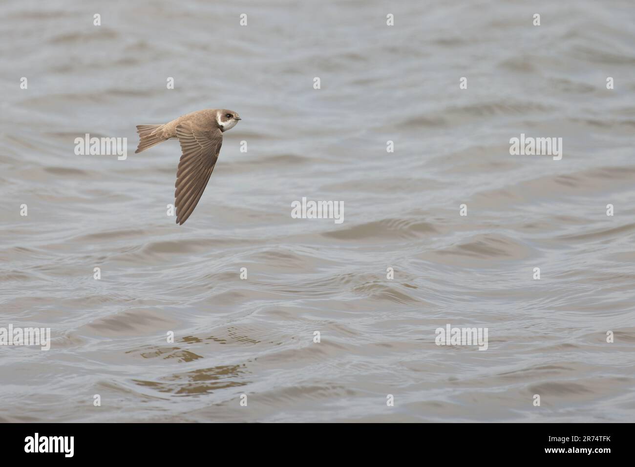 Sand Martin (Riparia rioaria) Suffolk GB UK Giugno 2023 Foto Stock