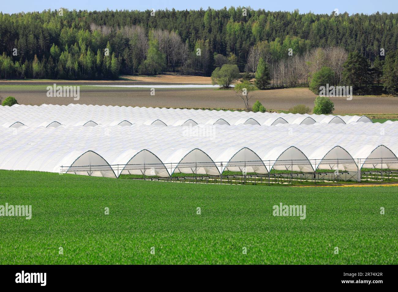 Serre o gallerie per la coltivazione di fragole da tavolo in campo verde. Paesaggio agricolo. Foto Stock