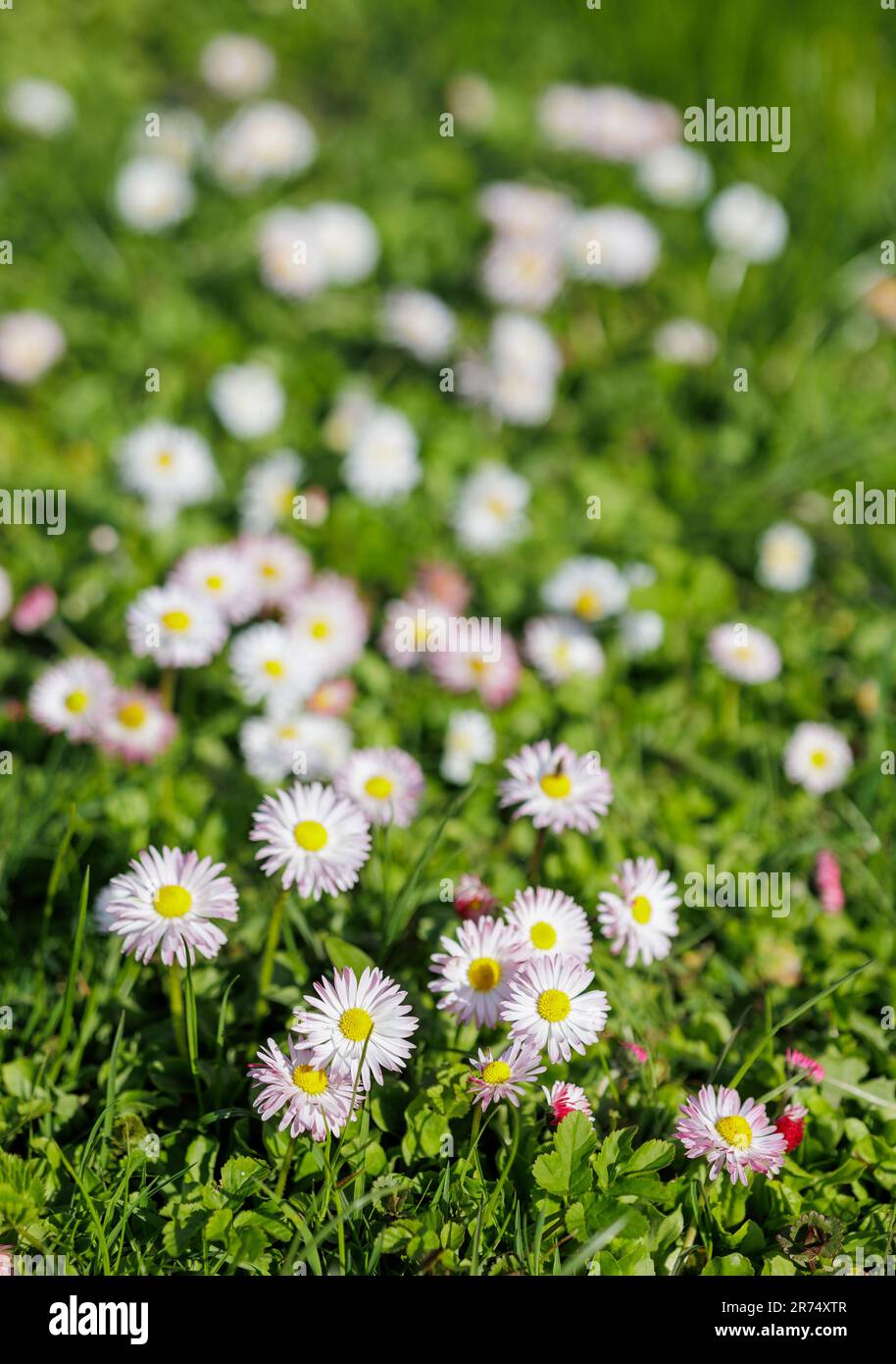 bella margherite fioritura sfondo in sole ny giorno Foto Stock