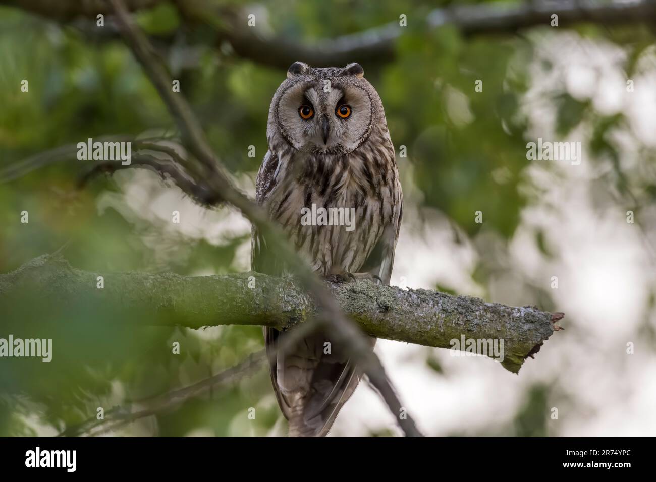 Gufo dalle orecchie lunghe seduto su un ramo in una foresta Foto Stock