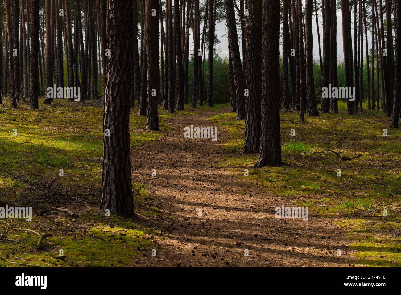 Sentiero nel bosco in una pineta immagini e fotografie stock ad alta ...