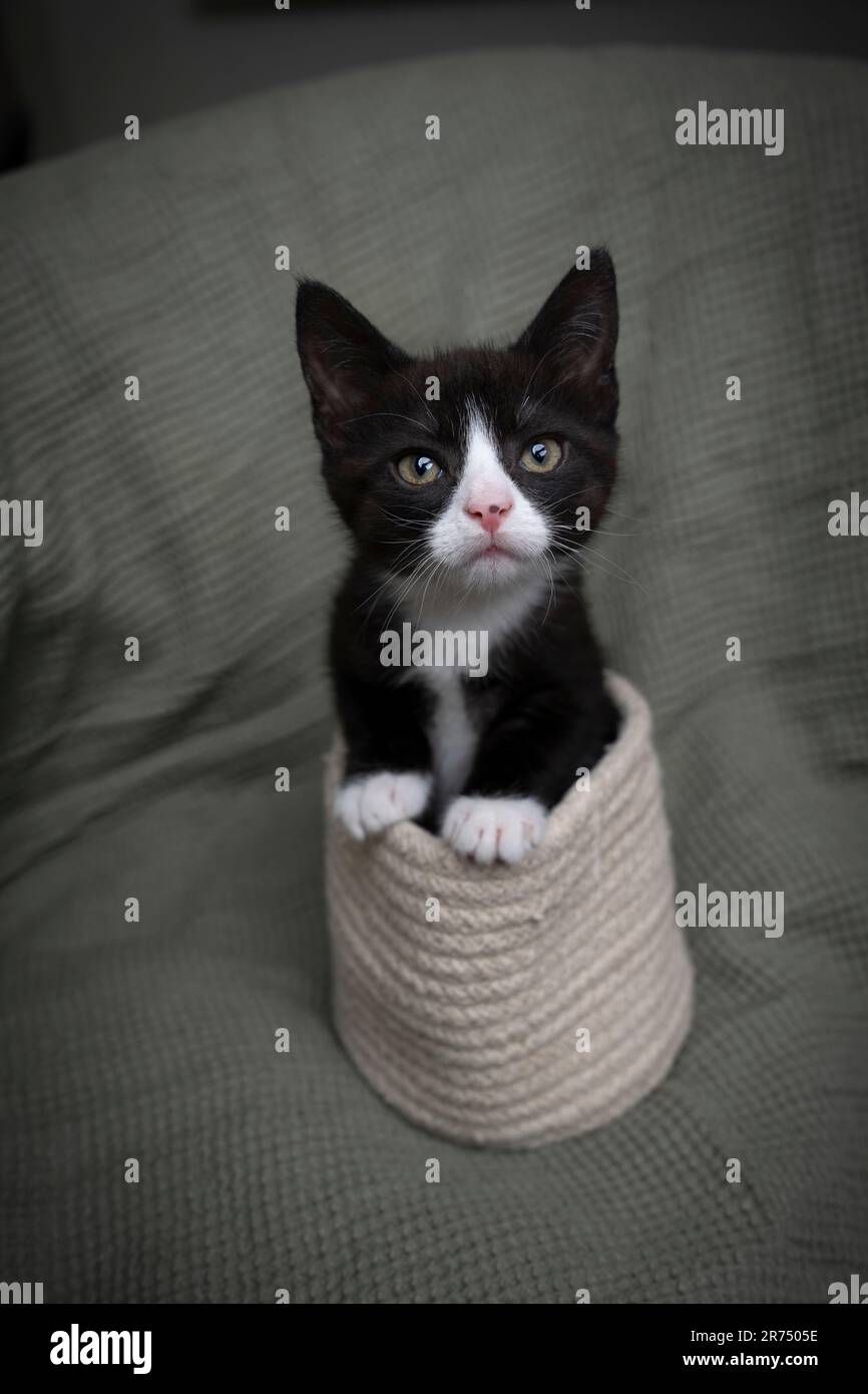Curioso Tuxedo Kitten guardando la fotocamera. Il piccolo gatto sta uscendo dal suo cesto caldo e guarda teneramente la macchina fotografica. Foto Stock