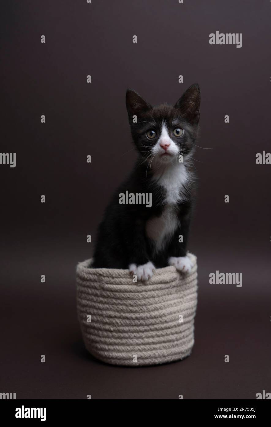 Fotografia verticale di un gattino da tuxedo all'interno di un piccolo cestino. Il gatto guarda teneramente la macchina fotografica, il colore di sfondo è marrone scuro Foto Stock