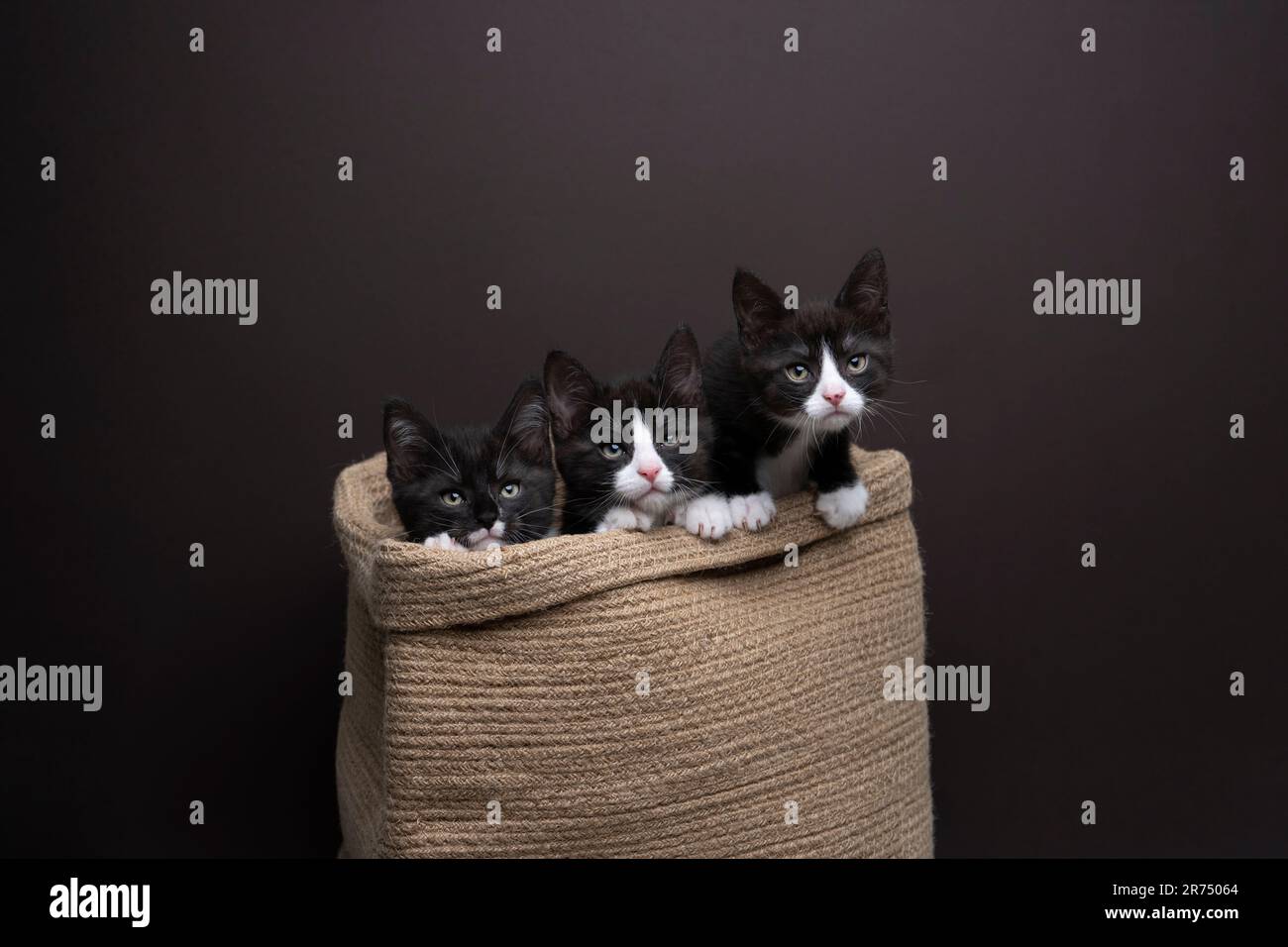 gruppo di tre cuccioli di tuxedo all'interno di un cestino che guarda curiosamente fianco a fianco, fotografia in studio su sfondo marrone scuro con spazio copia Foto Stock