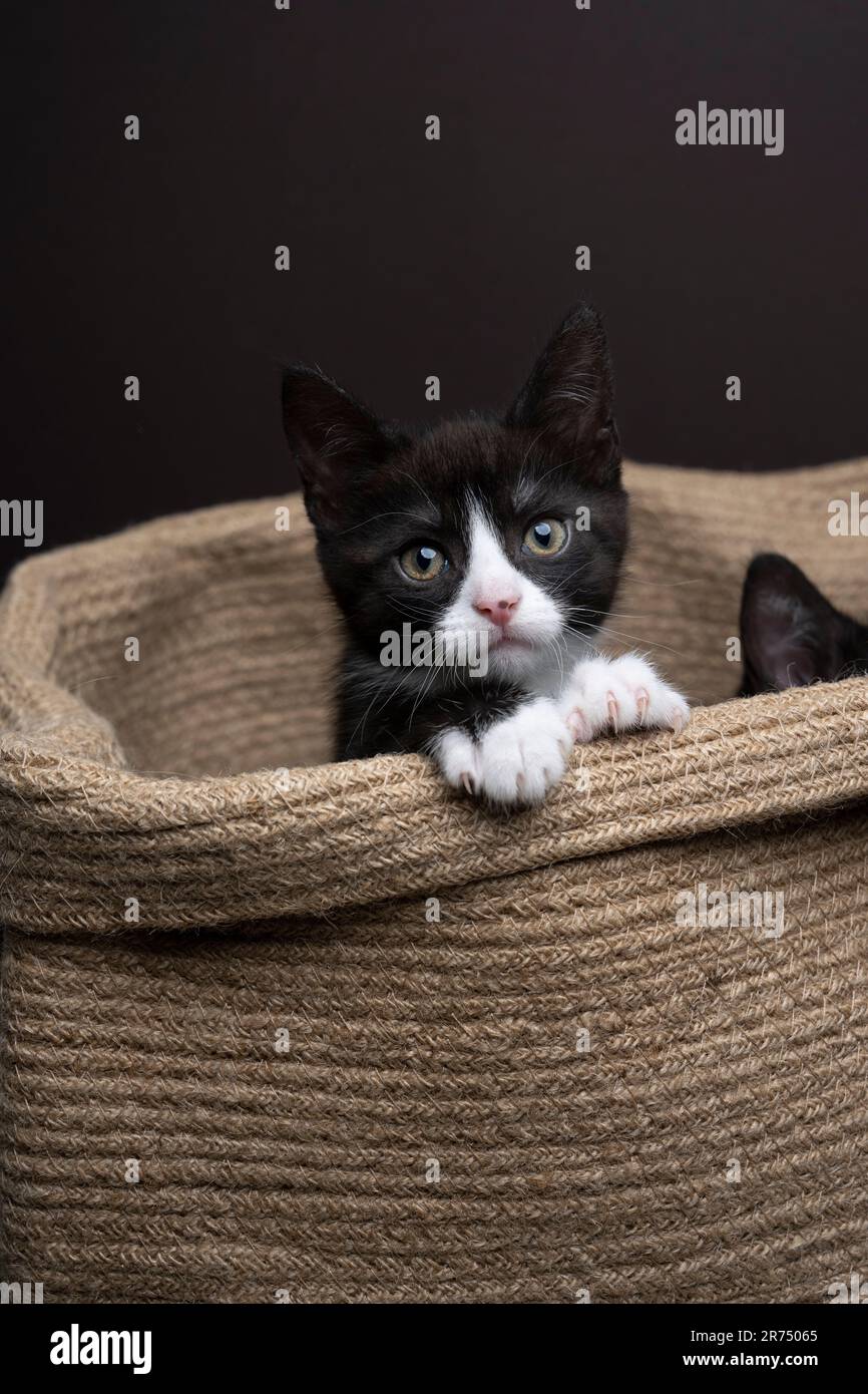 tuxedo gattini seduti all'interno di un cesto di vimini che guarda fuori crudelmente Foto Stock