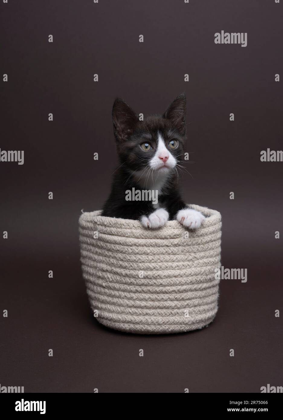carino gattino tuxedo seduto all'interno di un piccolo cestino, studio girato su sfondo marrone con spazio copia Foto Stock