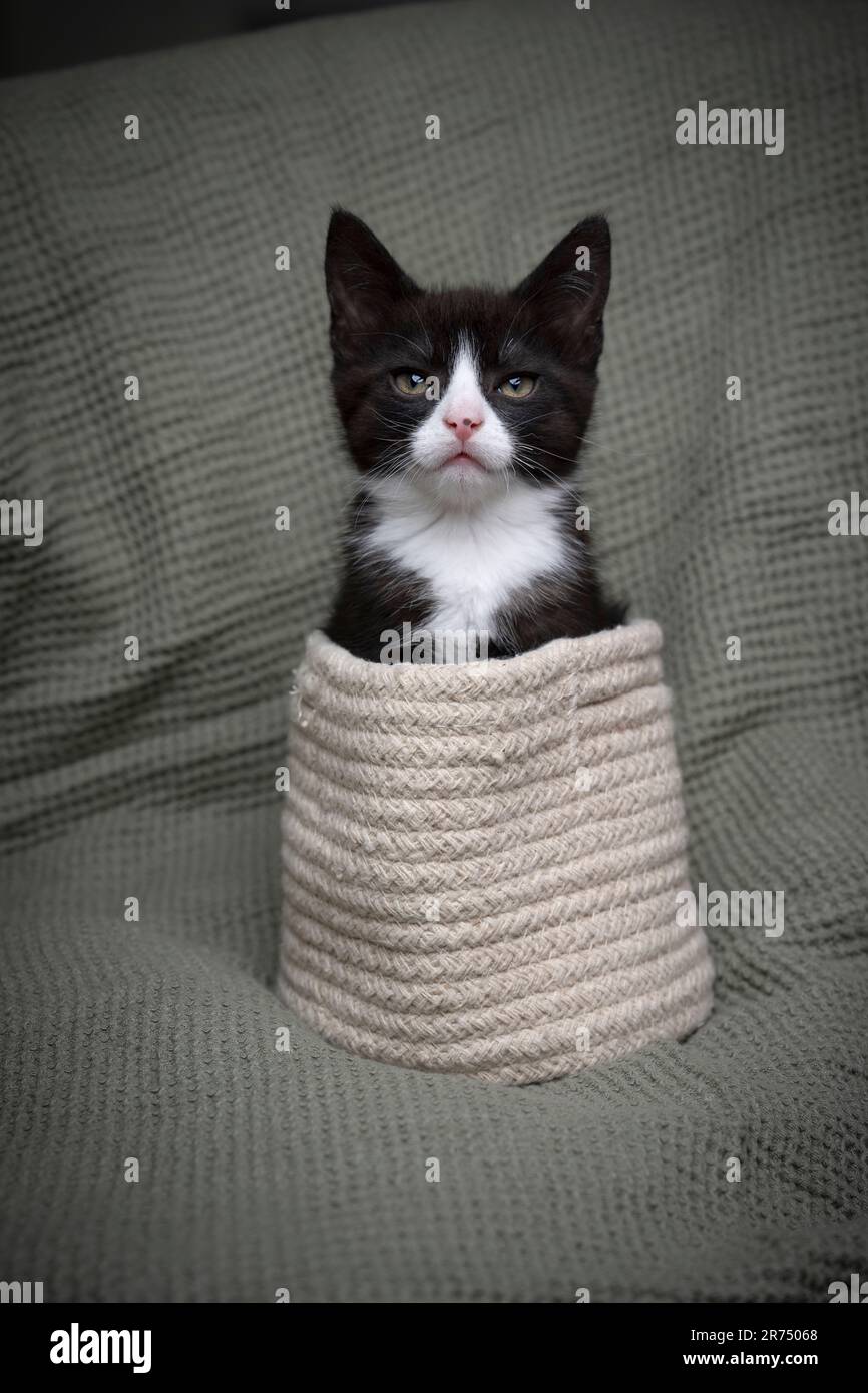 Carino tuxedo gattino all'interno di un piccolo cestino. Il piccolo gatto sta uscendo dal suo cesto caldo e guarda teneramente la macchina fotografica. Foto Stock