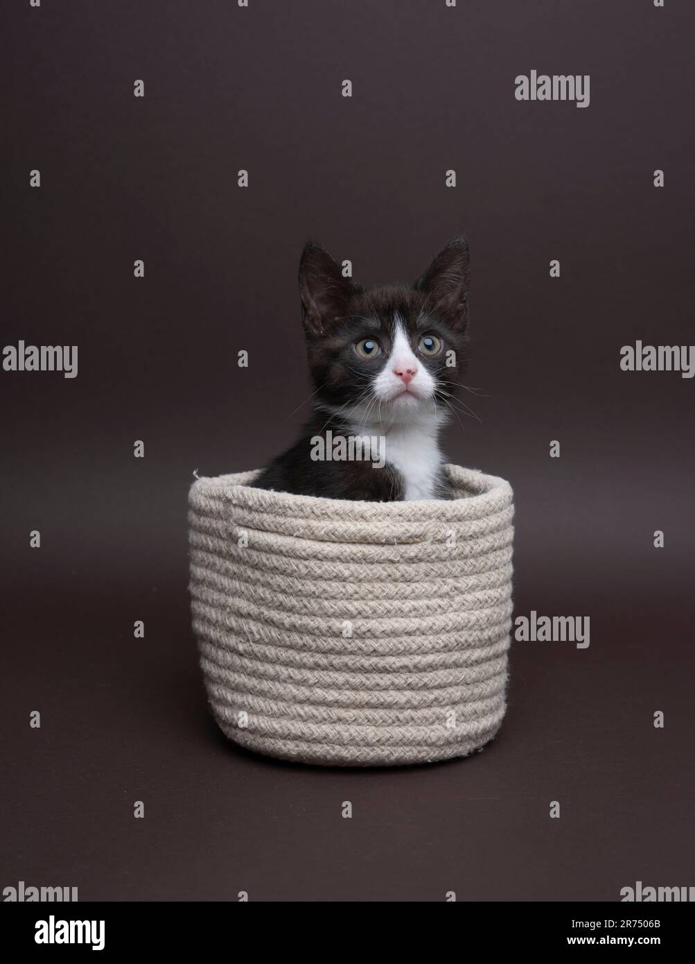 Un gattino bianco e nero seduto all'interno di un cesto su uno sfondo scuro, fotografia scattata in uno studio, il gatto sta guardando curiosamente Foto Stock