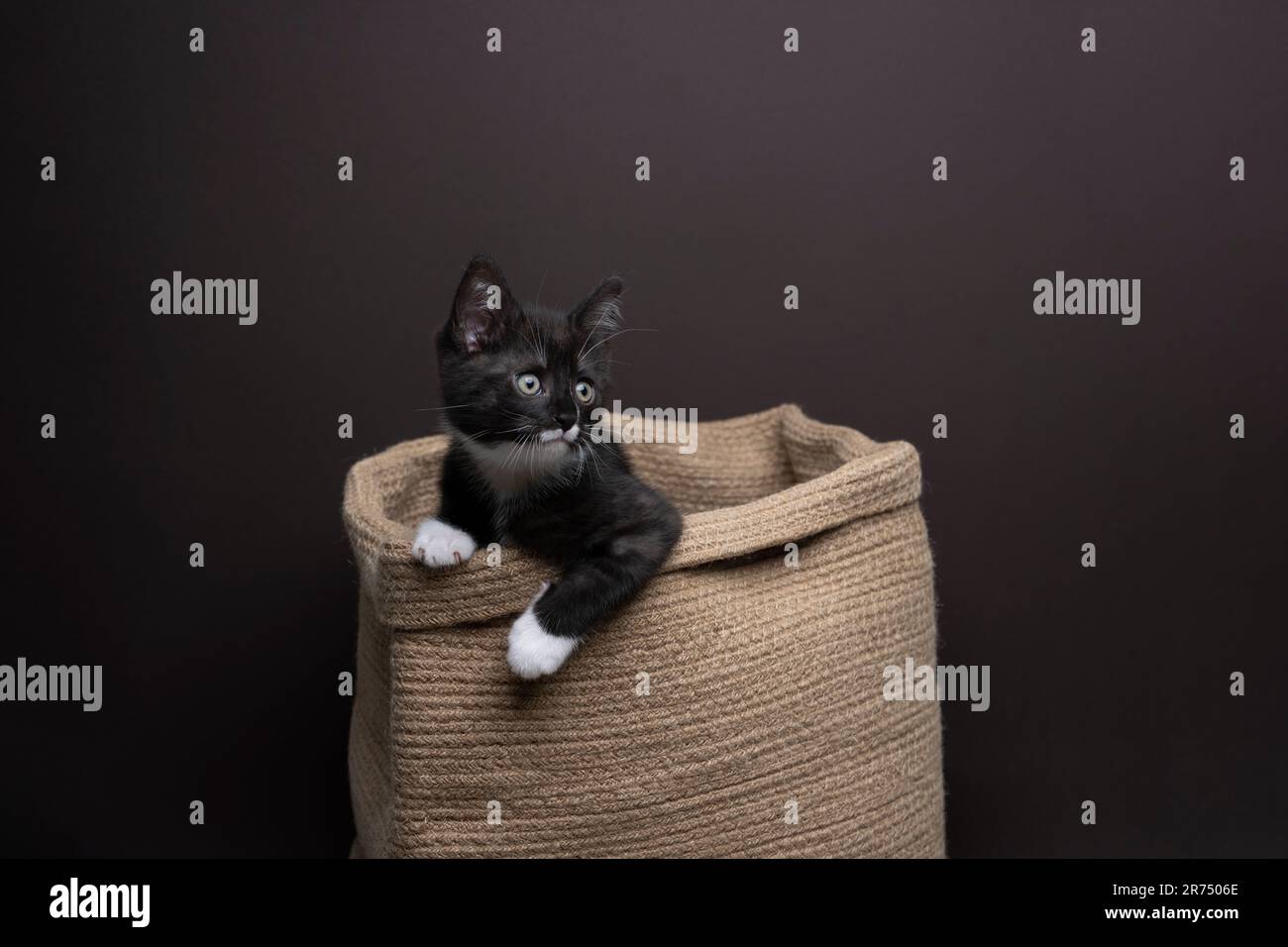 Curioso cucciolo di tuxedo all'interno di un rustico cesto di vimini che guarda curiosamente, fotografia in studio su sfondo marrone scuro con spazio copia Foto Stock
