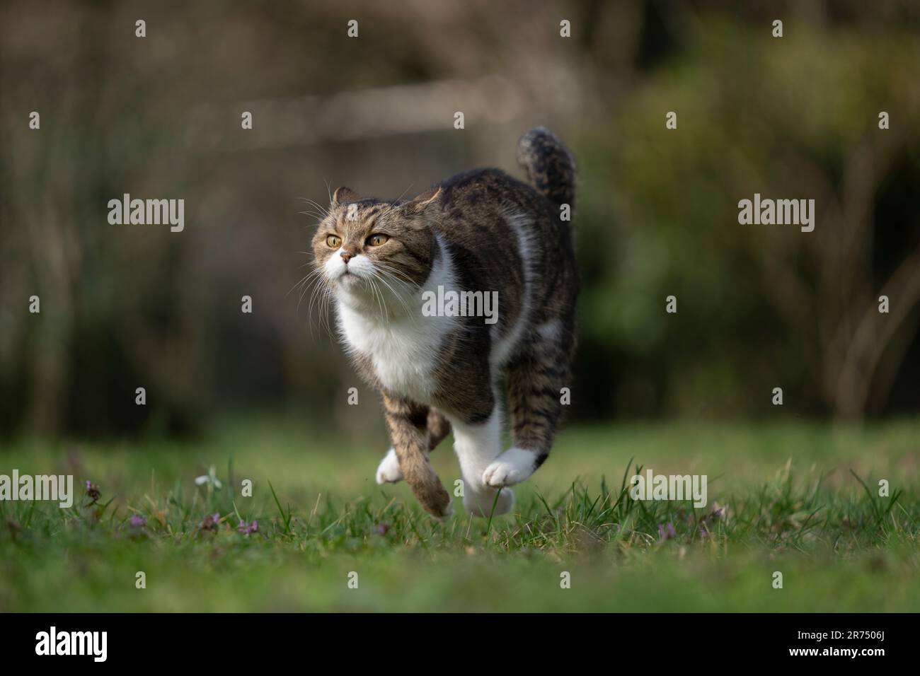 Gatto britannico Shorthair che corre su prato a piena velocità, giocando all'aperto nel giardino. Foto Stock