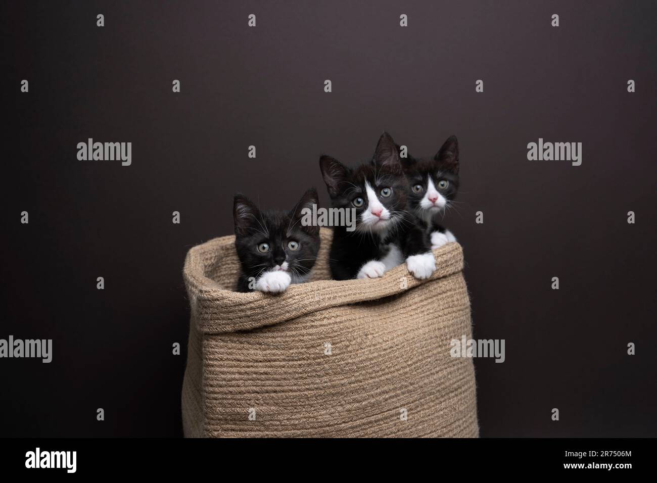 gruppo di tre gattini all'interno di un cesto. I gatti stanno guardando la macchina fotografica curiosamente, fotografia studio su sfondo scuro con spazio di copia. Foto Stock