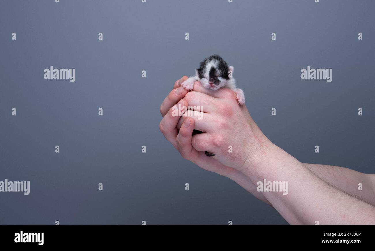 Mani umane che tengono un piccolo cucciolo bianco e nero neonato su sfondo grigio con spazio copia. concetto di cura Foto Stock