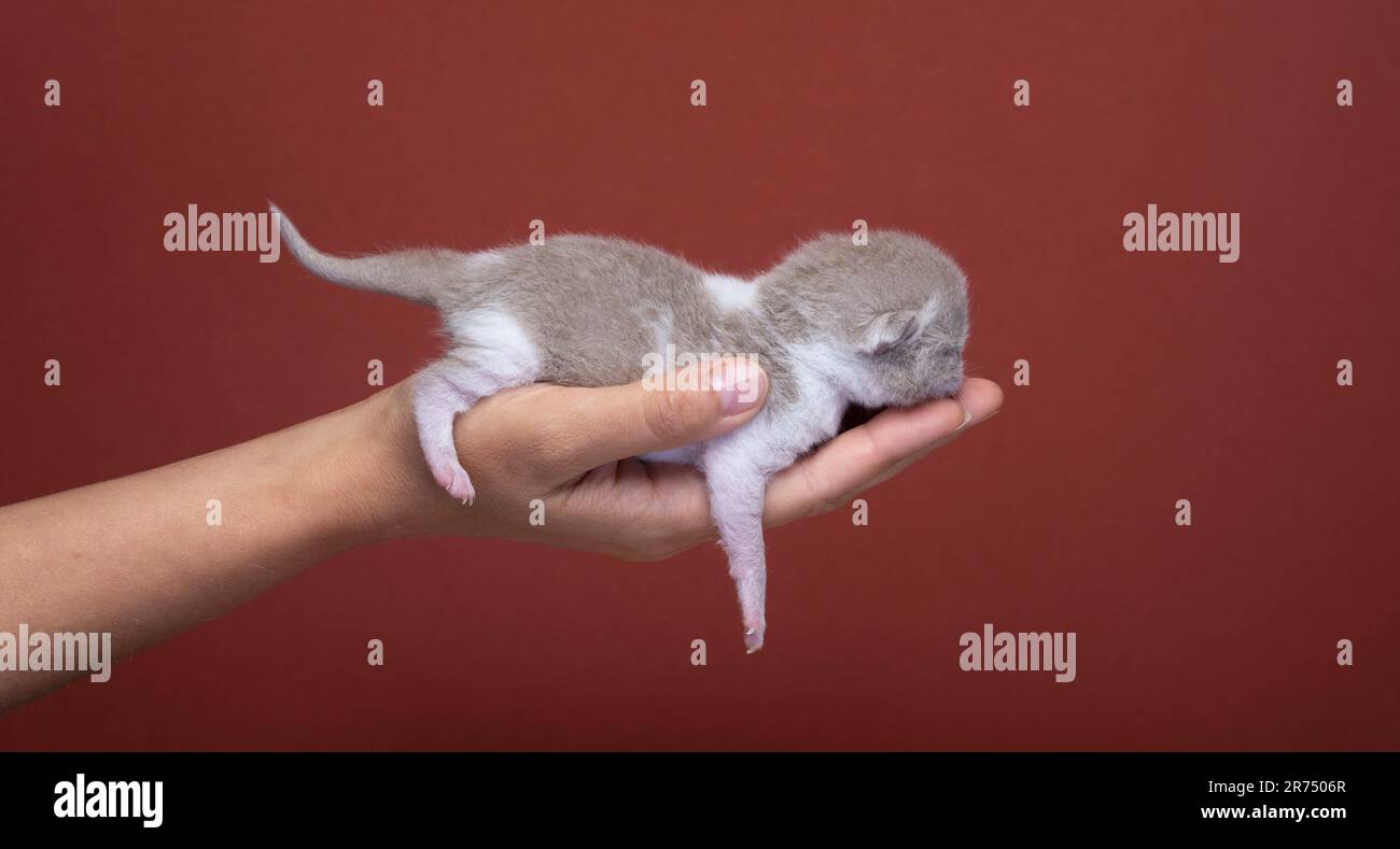mano umana di una donna irriconoscibile che trasporta un piccolo gattino da shorthair britannico neonato, ripresa in studio su uno sfondo colorato rosso marrone vibrante con spazio copia Foto Stock