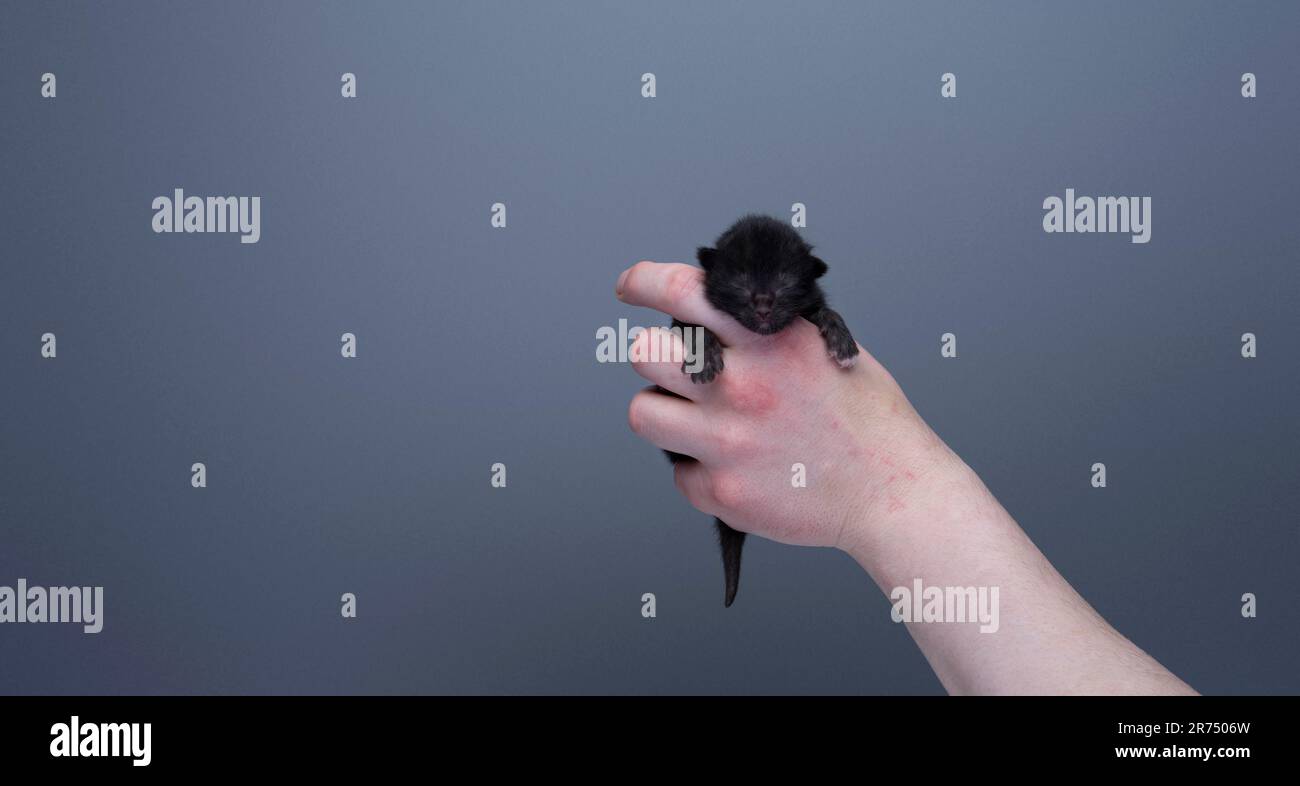 Mano umana che tiene un piccolo gattino neonato di fronte a sfondo grigio con spazio copia. concetto di cura degli animali Foto Stock