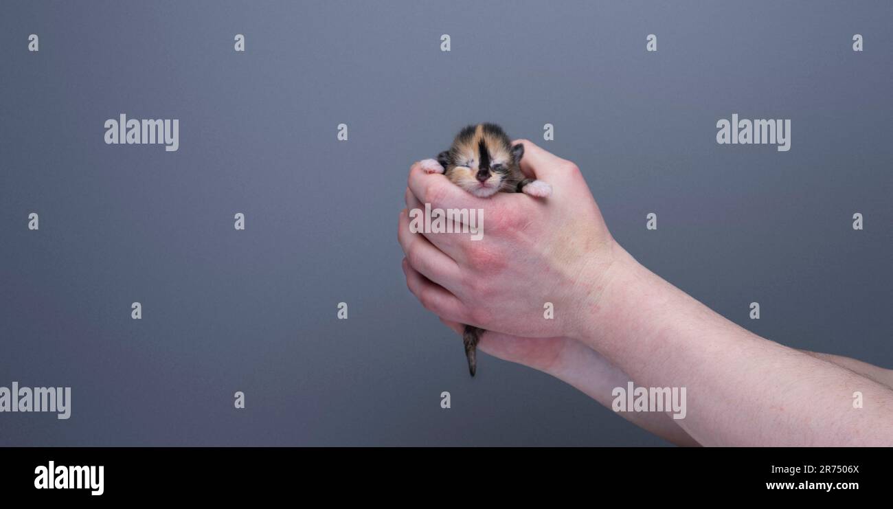 Mani umane che tengono un piccolo cucciolo di calico neonato su sfondo grigio con spazio copia. concetto di cura Foto Stock