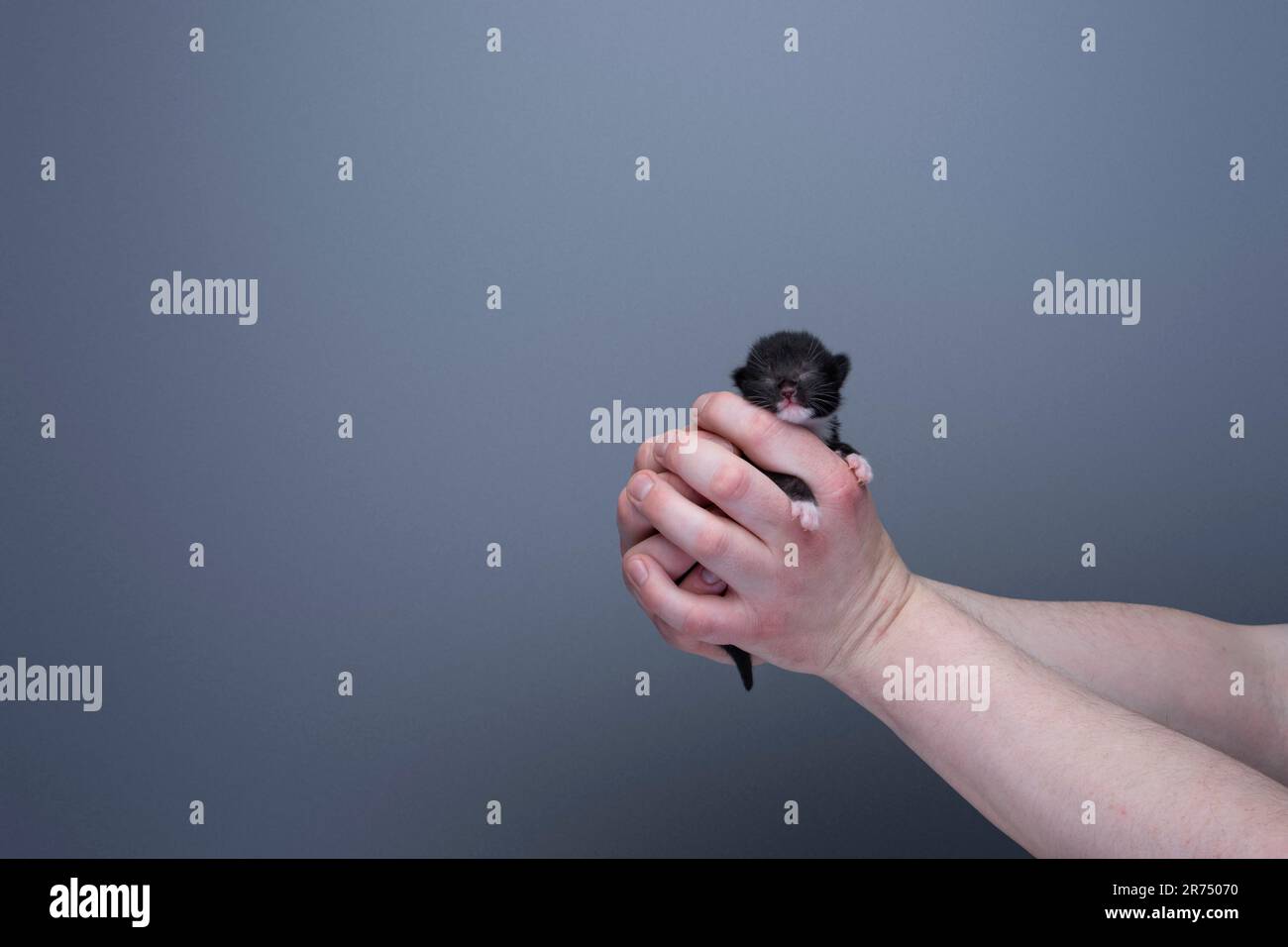 Mani umane che tengono un piccolo cucciolo di tuxedo neonato su sfondo grigio con spazio copia. concetto di cura Foto Stock