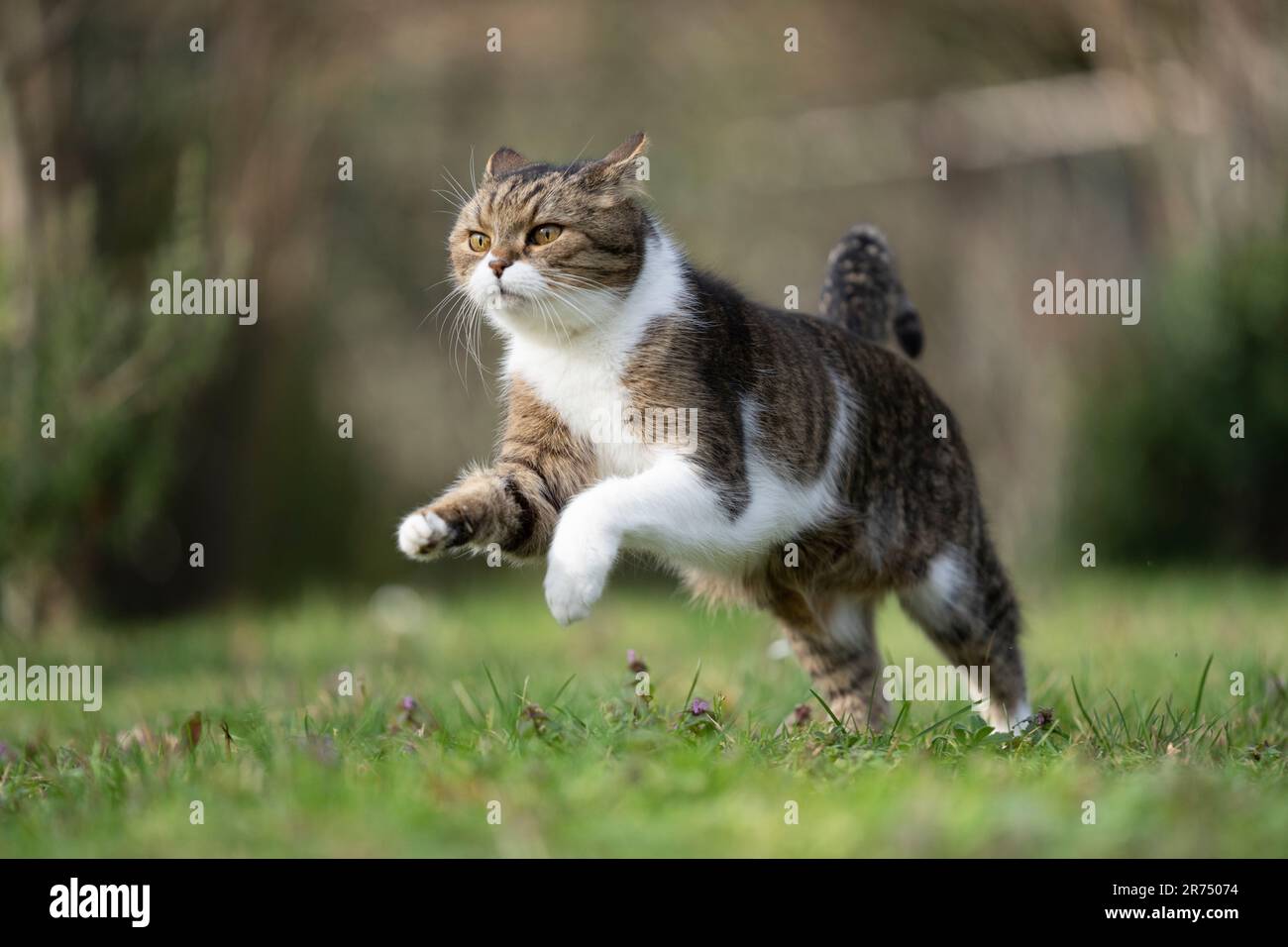 Gatto britannico Shorthair che corre su prato a piena velocità, giocando all'aperto nel giardino. Foto Stock